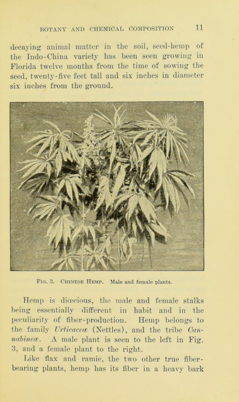 decaying animal matter in the soil, seed-hemp of the Indo-China variety has been seen growing in Florida twelve mouths from the time of sowing the seed, twenty-five feet tall and six inches in diameter six inches from the ground. Fig. 3. Chinese Hemp. l\Iale and female plants. Remp is dioecious, the male and female stalks being essentially different in habit and in the peouliarity of fiber-production. Remp belongs to the family Uriicaccm (Nettles), and the tribe Cun- nuhinecv. A male plant is seen to the left in Fig. 3, and a female plant to the right. Ijike flax and ramie, the two other true fiber- bearing plants, hemp has its fiber in a heavy bark