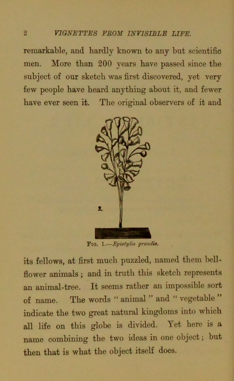 remarkable, and hardly known to any but scientific men. More than 200 years have passed since the subject of our sketch was first discovered, yet very few people have heard anything about it, and fewer have ever seen it. The original observers of it and Fio. 1.—Epistylis yrandit. its fellows, at first much puzzled, named them bell- flower aniTYials ; and in truth this sketch represents an animal-tree. It seems rather an impossible sort of name. The words “ animal ” and “ vegetable ” indicate the two great natural kingdoms into which all life on this globe is divided. Yet here is a name combining the two ideas in one object; but then that is what the object itself does.