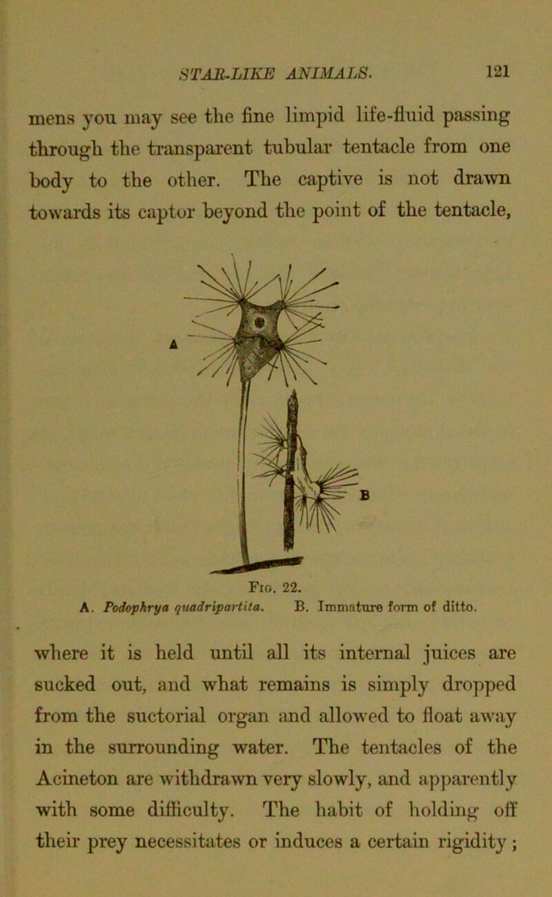 mens you may see the fine limpid life-fluid passing tkrougli the transparent tubular tentacle from one body to the other. The captive is not drawn towards its captor beyond the point of the tentacle, Fio. 22, A. Podophrya quadripartita. B. Immature form of ditto. where it is held until all its internal juices are sucked out, and what remains is simply dropped from the suctorial organ imd allowed to float away in the surrounding water. The tentacles of the Acineton are withdrawn very slowly, and apparently with some difficulty. The habit of holding off their prey necessitates or induces a certain rigidity;