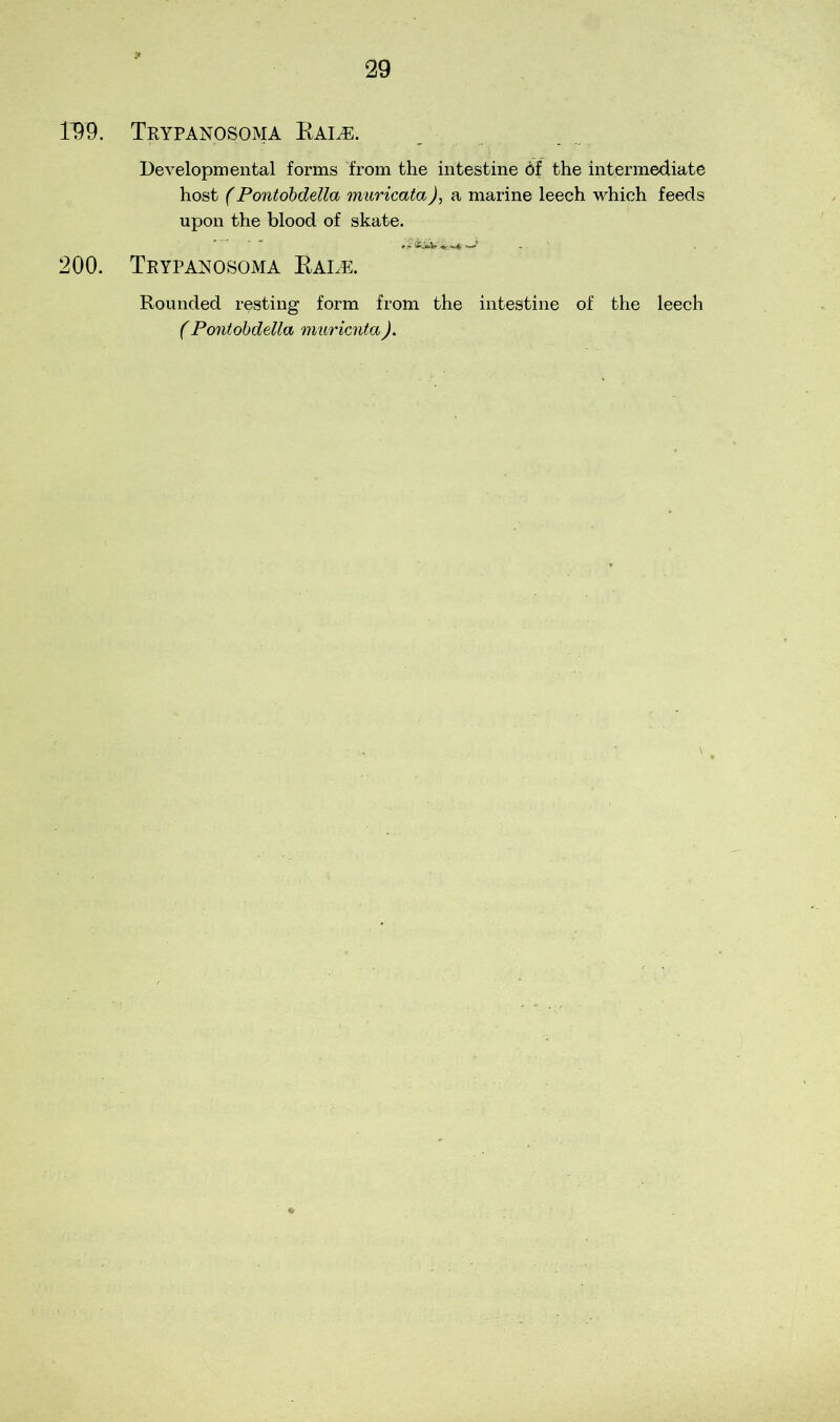 lm 200. Trypanosoma Rai,e. Developmental forms from the intestine 6f the intermediate host (Pontobdella muricata), a marine leech which feeds upon the blood of skate. Trypanosoma Rale. Rounded resting form from the intestine of the leech (Pontobdella muricntaJ.