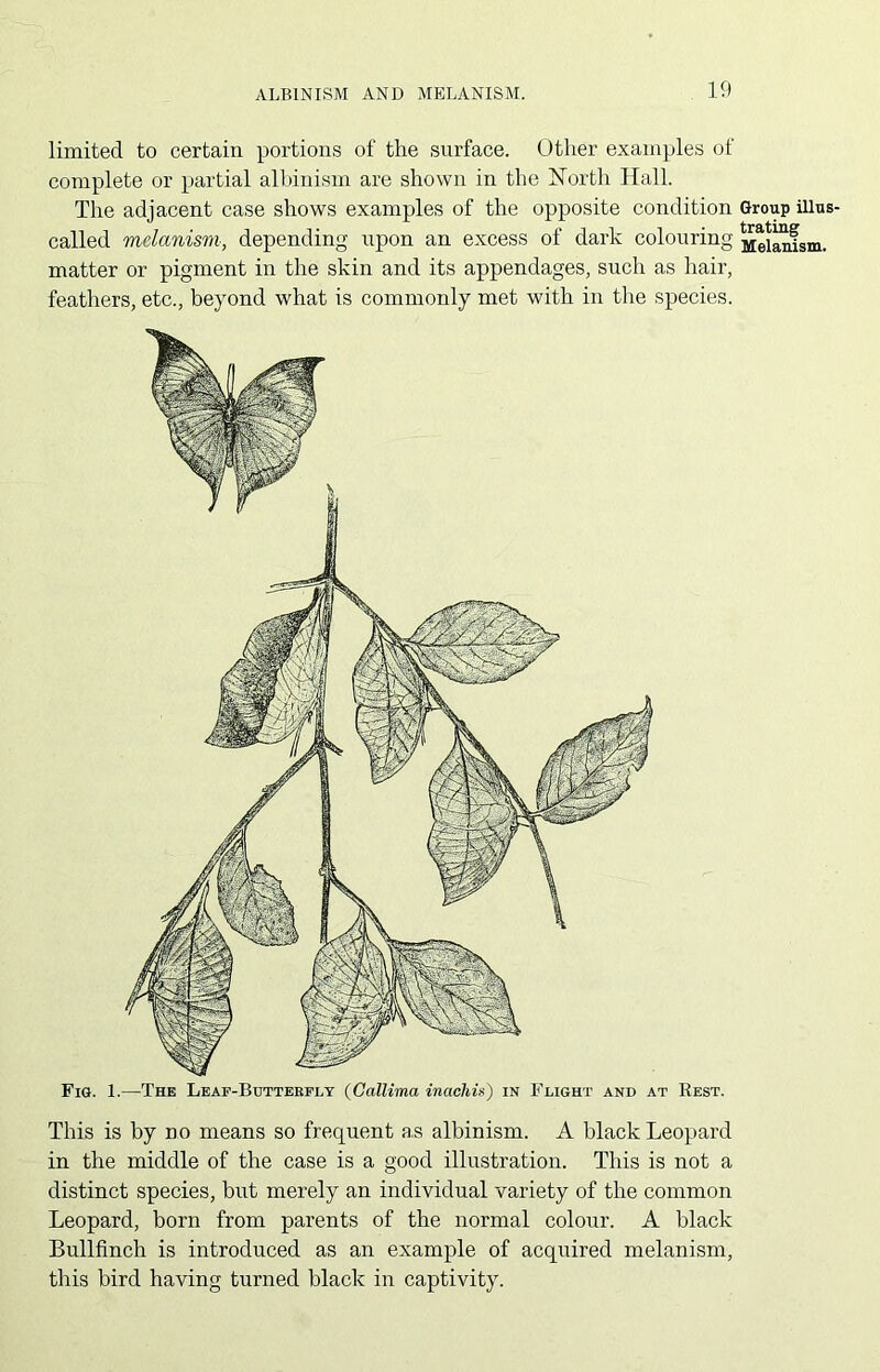 ALBINISM AND MELANISM. limited to certain portions of the surface. Other examples of complete or partial albinism are shown in the North Hall. The adjacent case shows examples of the opposite condition Group illus- called melanism, depending upon an excess of dark colouring Melanism, matter or pigment in the skin and its appendages, such as hair, feathers, etc., beyond what is commonly met with in the species. Fig. 1.—The Leaf-Buttebfly (Gallima inacliis) in Flight and at Rest. This is by do means so frequent as albinism. A black Leopard in the middle of the case is a good illustration. This is not a distinct species, but merely an individual variety of the common Leopard, born from parents of the normal colour. A black Bullfinch is introduced as an example of acquired melanism, this bird having turned black in captivity.