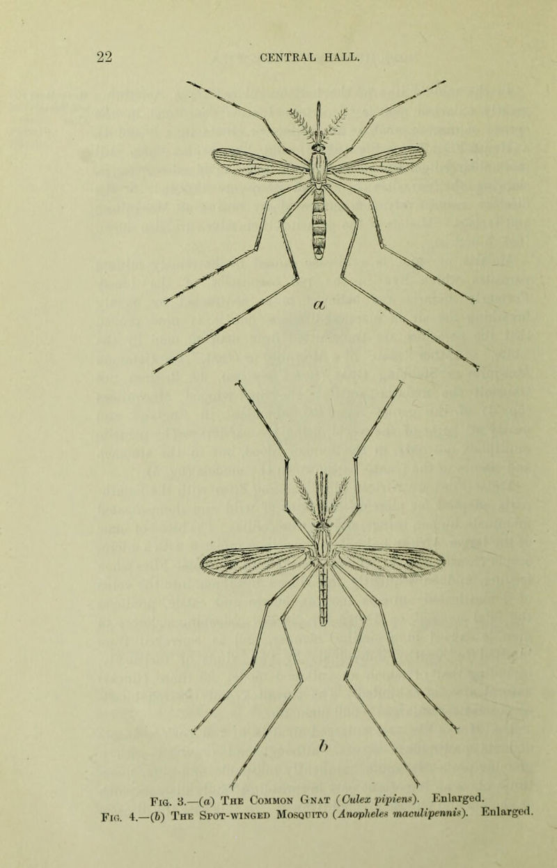 Fin. Fig. 3.—(a) The Common Gnat (Ctilex pipien*). Enlarged. 4 —(6) The Spot-winged Mosquito (Anopliele* maculipenni*). Enlarged.