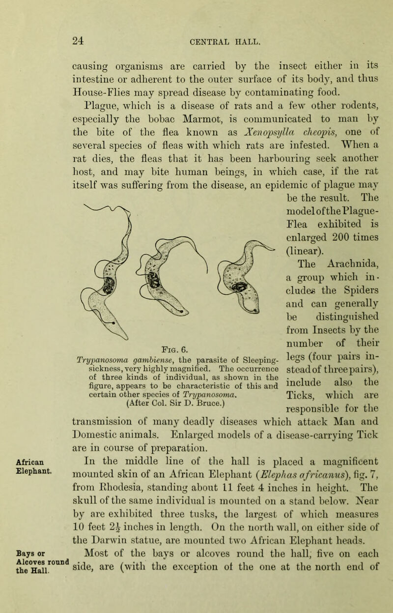 African Elephant. Bays or Alcoves round the Hall. are carried by the insect either in its intestine or adherent to the outer surface of its body, and thus House-Flies may spread disease by contaminating food. Plague, which is a disease of rats and a few other rodents, especially the hobac Marmot, is communicated to man by the bite of the flea known as Xenopsylla cheopis, one of several species of fleas with which rats are infested. When a rat dies, the fleas that it has been harbouring seek another host, and may bite human beings, in which case, if the rat itself was suffering from the disease, an epidemic of plague may be the result. The model of the Plague- Flea exhibited is enlarged 200 times (linear). The Arachnida, a group which in- cludes the Spiders and can generally be distinguished from Insects by the number of their legs (four pairs in- stead of three pairs), include also the Ticks, which are responsible for the transmission of many deadly diseases which attack Man and Domestic animals. Enlarged models of a disease-carrying Tick are in course of preparation. In the middle line of the hall is placed a magnificent mounted skin of an African Elephant (Elephas africanus), fig. 7, from Rhodesia, standing about 11 feet 4 inches in height. The skull of the same individual is mounted on a stand below. Near by are exhibited three tusks, the largest of which measures 10 feet 2£ inches in length. On the north wall, on either side of the Darwin statue, are mounted two African Elephant heads. Most of the bays or alcoves round the hall, five on each side, are (with the exception of the one at the north end of Trypanosoma gambiense, the parasite of Sleeping- sickness, very highly magnified. The occurrence of three kinds of individual, as shown in the figure, appears to be characteristic of this and certain other species of Trypanosoma. (After Col. Sir D. Bruce.)