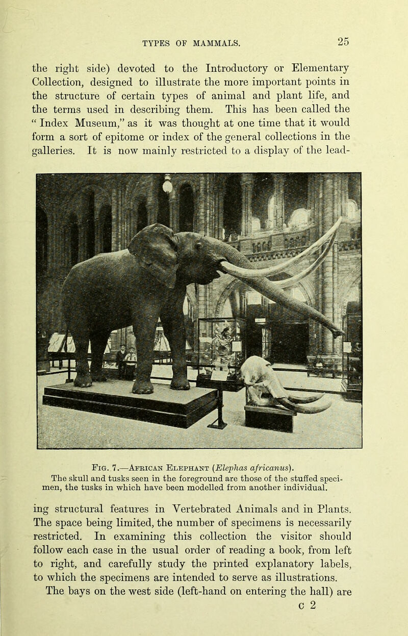 the right side) devoted to the Introductory or Elementary Collection, designed to illustrate the more important points in the structure of certain types of animal and plant life, and the terms used in describing them. This has been called the “ Index Museum,” as it was thought at one time that it would form a sort of epitome or index of the general collections in the galleries. It is now mainly restricted to a display of the lead- Fig. 7.—African Elephant (Elephas africanus). The skull and tusks seen in the foreground are those of the stuffed speci- men, the tusks in which have been modelled from another individual. ing structural features in Yertebrated Animals and in Plants. The space being limited, the number of specimens is necessarily restricted. In examining this collection the visitor should follow each case in the usual order of reading a book, from left to right, and carefully study the printed explanatory labels, to which the specimens are intended to serve as illustrations. The bays on the west side (left-hand on entering the hall) are C 2