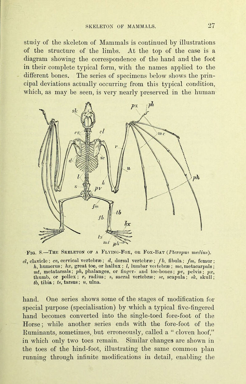 study of the skeleton of Mammals is continued by illustrations of the structure of the limbs. At the top of the case is a diagram showing the correspondence of the hand and the foot in their complete typical form, with the names applied to the different bones. The series of specimens below shows the prin- cipal deviations actually occurring from this typical condition, which, as may be seen, is very nearly preserved in the human cl, clavicle ; cv, cervical vertebrae ; d, dorsal vertebrae ; fb, fibula; fm, femur; li, humerus; hx, great toe, or hallux ; /, lumbar vertebrae ; me, metacarpals ; mt, metatarsals; pli, phalanges, or finger- and toe-bones; pv, pelvis; px, thumb, or pollex; r, radius; s, sacral vertebrae; sc, scapula; sic, skull; tb, tibia ; ti, tarsus; re, ulna. hand. One series shows some of the stages of modification for special purpose (specialisation) by which a typical five-fingered hand becomes converted into the single-toed fore-foot of the Horse; while another series ends with the fore-foot of the Ruminants, sometimes, but erroneously, called a “ cloven hoof,” in which only two toes remain. Similar changes are shown in the toes of the hind-foot, illustrating the same common plan running through infinite modifications in detail, enabling the