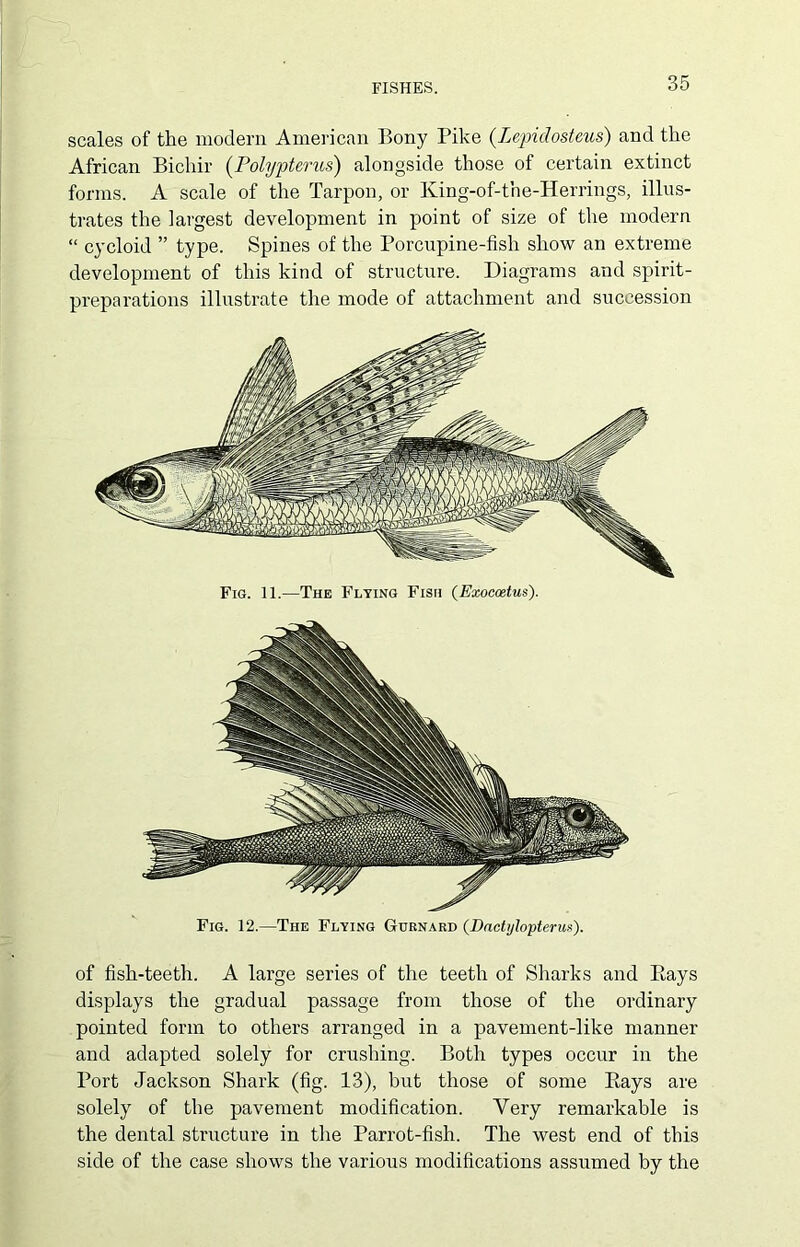 FISHES. scales of the modern American Bony Pike (Lepidosteus) and the African Bichir (Polypterus) alongside those of certain extinct forms. A scale of the Tarpon, or King-of-tne-Herrings, illus- trates the largest development in point of size of the modern “ cycloid ” type. Spines of the Porcupine-fish show an extreme development of this kind of structure. Diagrams and spirit- preparations illustrate the mode of attachment and succession Fig. 11.—The Flying Fish (Exoccetus). Fig. 12.—The Flying Gurnard (Dactylopterus). of fish-teeth. A large series of the teeth of Sharks and Pays displays the gradual passage from those of the ordinary pointed form to others arranged in a pavement-like manner and adapted solely for crushing. Both types occur in the Port Jackson Shark (fig. 13), but those of some Rays are solely of the pavement modification. Yery remarkable is the dental structure in the Parrot-fish. The west end of this side of the case shows the various modifications assumed by the