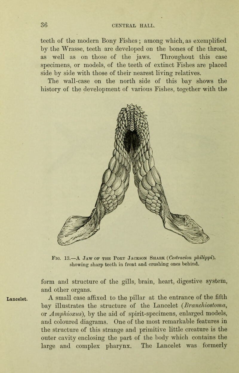 Lancelet. teeth of the modern Bony Fishes ; among which, as exemplified by the Wrasse, teeth are developed on the bones of the throat, as well as on those of the jaws. Throughout this case specimens, or models, of the teeth of extinct Fishes are placed side by side with those of their nearest living relatives. The wall-case on the north side of this bay shows the history of the development of various Fishes, together with the Fig. 13.—A Jaw of the Pout Jackson Shark (Cedracion pkilippi), showing sharp teeth in front and crushing ones behind. form and structure of the gills, brain, heart, digestive system, and other organs. A small case affixed to the pillar at the entrance of the fifth bay illustrates the structure of the Lancelet (Branchiostoma, or Amphioxus), by the aid of spirit-specimens, enlarged models, and coloured diagrams. One of the most remarkable features in the structure of this strange and primitive little creature is the outer cavity enclosing the part of the body which contains the large and complex pharynx. The Lancelet was formerly