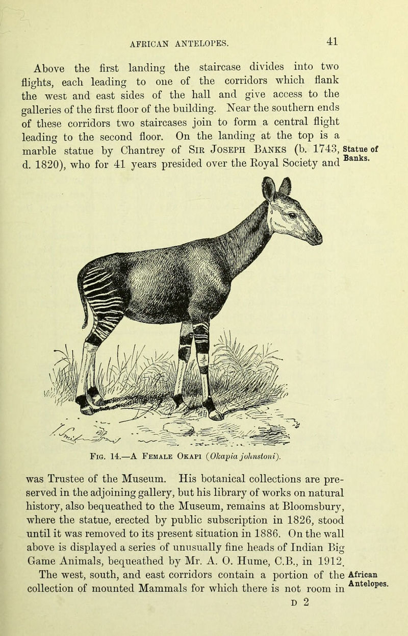 AFRICAN ANTELOPES. Above the first landing the staircase divides into two flights, each leading to one of the corridors which flank the west and east sides of the hall and give access to the galleries of the first floor of the building. Near the southern ends of these corridors two staircases join to form a central flight leading to the second floor. On the landing at the top is a marble statue by Chantrey of Sir Joseph Banks (b. 1743, statue of d. 1820), who for 41 years presided over the Boyal Society and Banks> was Trustee of the Museum. His botanical collections are pre- served in the adjoining gallery, but his library of works on natural history, also bequeathed to the Museum, remains at Bloomsbury, where the statue, erected by public subscription in 1826, stood until it was removed to its present situation in 1886. On the wall above is displayed a series of unusually fine heads of Indian Big Game Animals, bequeathed by Mr. A. 0. Hume, C.B., in 1912. The west, south, and east corridors contain a portion of the African collection of mounted Mammals for which there is not room in Antelop D 2