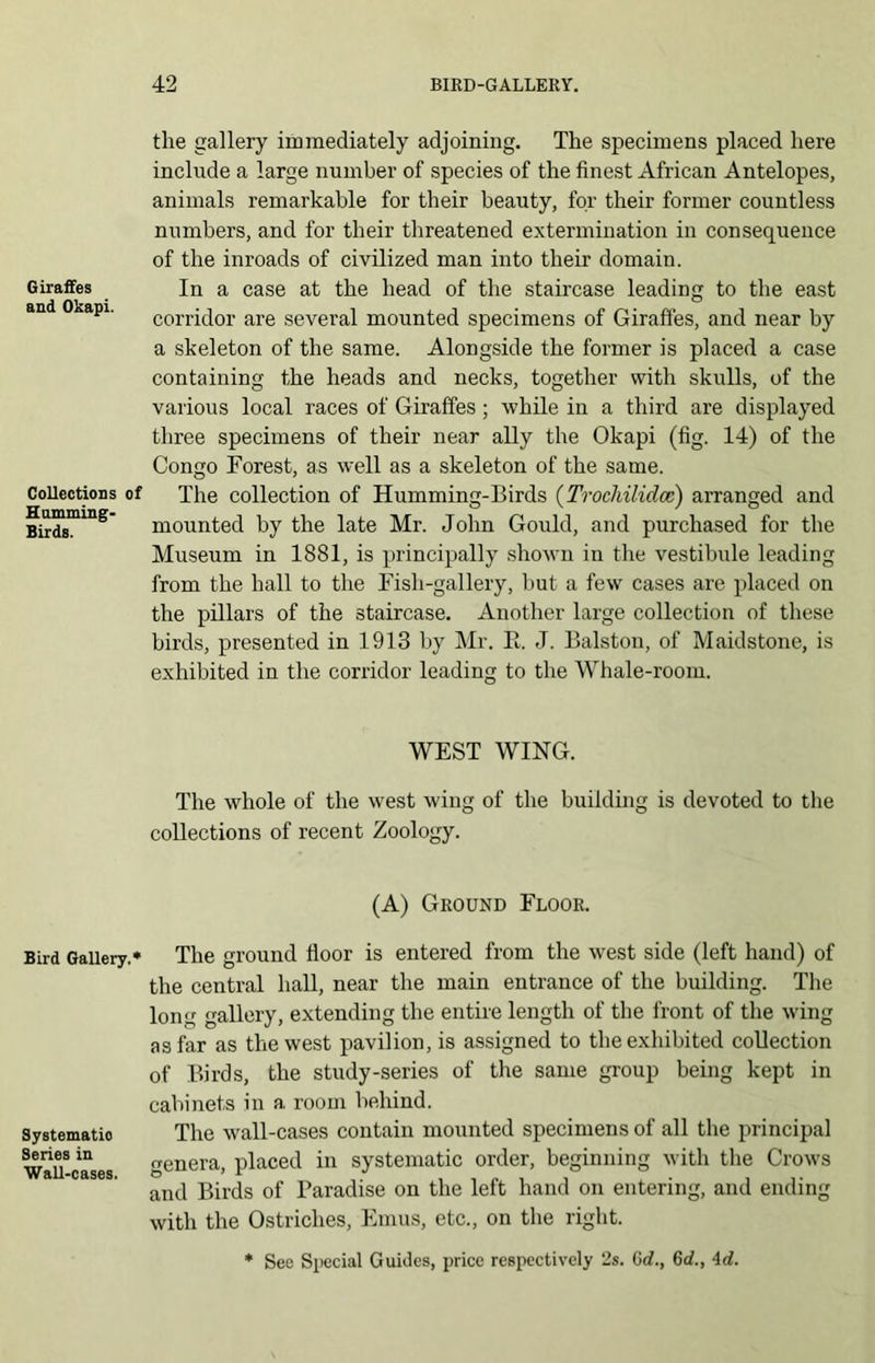 Giraffes and Okapi. Collections Humming- Birds. Bird Gallery.* Systematic Series in Wall-cases. the gallery immediately adjoining. The specimens placed here include a large number of species of the finest African Antelopes, animals remarkable for their beauty, for their former countless numbers, and for their threatened extermination in consequence of the inroads of civilized man into their domain. In a case at the head of the staircase leading to the east corridor are several mounted specimens of Giraffes, and near by a skeleton of the same. Alongside the former is placed a case containing the heads and necks, together with skulls, of the various local races of Giraffes ; while in a third are displayed three specimens of their near ally the Okapi (fig. 14) of the Congo Forest, as well as a skeleton of the same. The collection of Humming-Birds (Trochilidce) arranged and mounted by the late Mr. John Gould, and purchased for the Museum in 1881, is principally shown in the vestibule leading from the hall to the Fish-gallery, but a few cases are placed on the pillars of the staircase. Another large collection of these birds, presented in 1913 by Mr. B. J. Balston, of Maidstone, is exhibited in the corridor leading to the Whale-room. WEST WING. The whole of the west wing of the building is devoted to the collections of recent Zoology. (A) Ground Floor. The ground floor is entered from the west side (left hand) of the central hall, near the main entrance of the building. The long gallery, extending the entire length of the front of the wing as far as the west pavilion, is assigned to the exhibited collection of Birds, the study-series of the same group being kept in cabinets in a room behind. The wall-cases contain mounted specimens of all the principal genera, placed in systematic order, beginning with the Crows and Birds of Paradise on the left hand on entering, and ending with the Ostriches, Emus, etc., on the right. * See Special Guides, price respectively 2s. Gc?., 6c?., id.