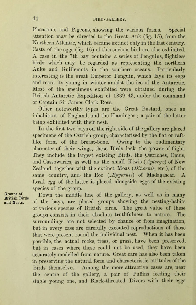 Groups of British Birds and Nests. Pheasants and Pigeons, showing the various forms. Special attention may he directed to the Great Auk (fig. 15), from the Northern Atlantic, which became extinct only in the last century. Casts of the eggs (fig. 16) of this curious bird are also exhibited. A case in the 7th bay contains a series of Penguius, flightless birds which may be regarded as representing the northern Auks and Guillemots in the southern oceans. Particularly interesting is the great Emperor Penguin, which lays its eggs and rears its young in winter amidst the ice of the Antarctic. Most of the specimens exhibited were obtained during the British Antarctic Expedition of 1839-43, under the command of Captain Sir James Clark Eoss. Other noteworthy types are the Great Bustard, once an inhabitant of England, and the Flamingos ; a pair of the latter being exhibited with their nest. In the first two bays on the right side of the gallery are placed specimens of the Ostrich group, characterised by the flat or raft- like form of the breast-bone. Owing to the rudimentary character of their wings, these Birds lack the power of flight. They include the largest existing Birds, the Ostriches, Emus, and Cassowaries, as well as the small Kiwis (Apteryx) of New Zealand, together with the extinct Moas (Dinornis, etc.), of the same country, and the Eoc (d’Hpyornis) of Madagascar. A fossil egg of the latter is placed alongside eggs of the existing species of the group. Down the middle line of the gallery, as well as in many of the bays, are placed groups showing the nesting-habits of various species of British birds. The great value of these groups consists in their absolute truthfulness to nature. The surroundings are not selected by chance or from imagination, but in every case are carefully executed reproductions of those that were present round the individual nest. When it has been possible, the actual rocks, trees, or grass, have been preserved, but in cases where these could not be used, they have been accurately modelled from nature. Great care has also been taken in preserving the natural form and characteristic attitudes of the Birds themselves. Among the more attractive cases are, near the centre of the gallery, a pair of Puffins feeding their single young one, and Black-throated Divers with their eggs