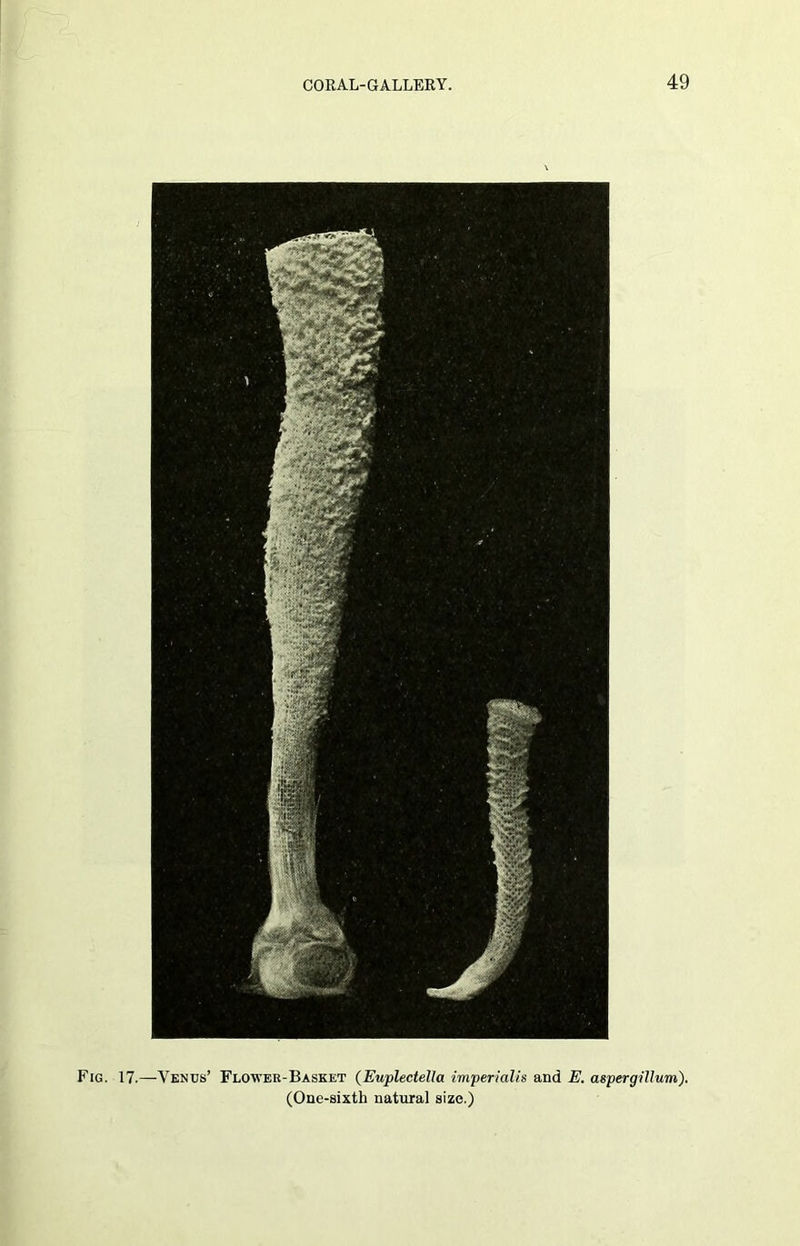 Fig. 17.—Venus’ Flowek-Basket (Euplectella imperialis and E. aspergillum). (One-sixth natural size.)