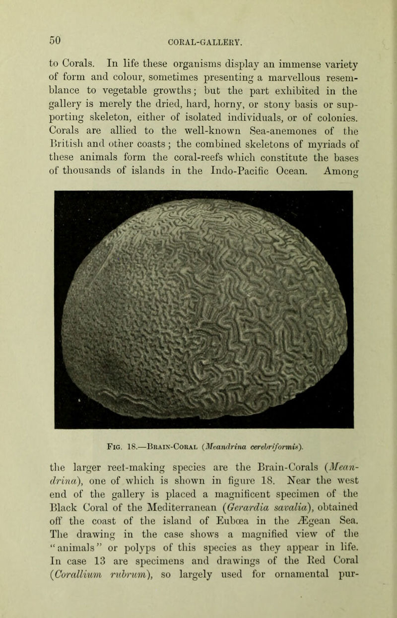 to Corals. In life these organisms display an immense variety of form and colour, sometimes presenting a marvellous resem- blance to vegetable growths; but the part exhibited in the gallery is merely the dried, hard, horny, or stony basis or sup- porting skeleton, either of isolated individuals, or of colonies. Corals are allied to the well-known Sea-anemones of the British and other coasts; the combined skeletons of myriads of these animals form the coral-reefs which constitute the bases of thousands of islands in the Indo-Pacific Ocean. Among Fig. 18.—Brain-Coral (Mtandrina cerebri formi*). the larger reel-making species are the Brain-Corals (Mean- drina), one of which is shown in figure 18. Near the west end of the gallery is placed a magnificent specimen of the Black Coral of the Mediterranean (Gerardia savalia), obtained off the coast of the island of Euboea in the Aegean Sea. The drawing in the case shows a magnified view of the “animals” or polyps of this species as they appear in life. In case 13 are specimens and drawings of the lied Coral (Cor allium rubrum), so largely used for ornamental pur-