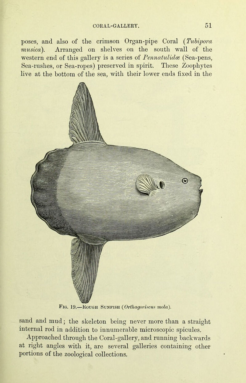poses, and also of the crimson Organ-pipe Coral (Tubipora musica). Arranged on shelves on the south wall of the western end of this gallery is a series of Pennatulidce (Sea-pens, Sea-rushes, or Sea-ropes) preserved in spirit. These Zoophytes live at the bottom of the sea, with their lower ends fixed in the sand and mud; the skeleton being never more than a straight internal rod in addition to innumerable microscopic spicules. Approached through the Coral-gallery, and running backwards at right angles with it, are several galleries containing other portions of the zoological collections.