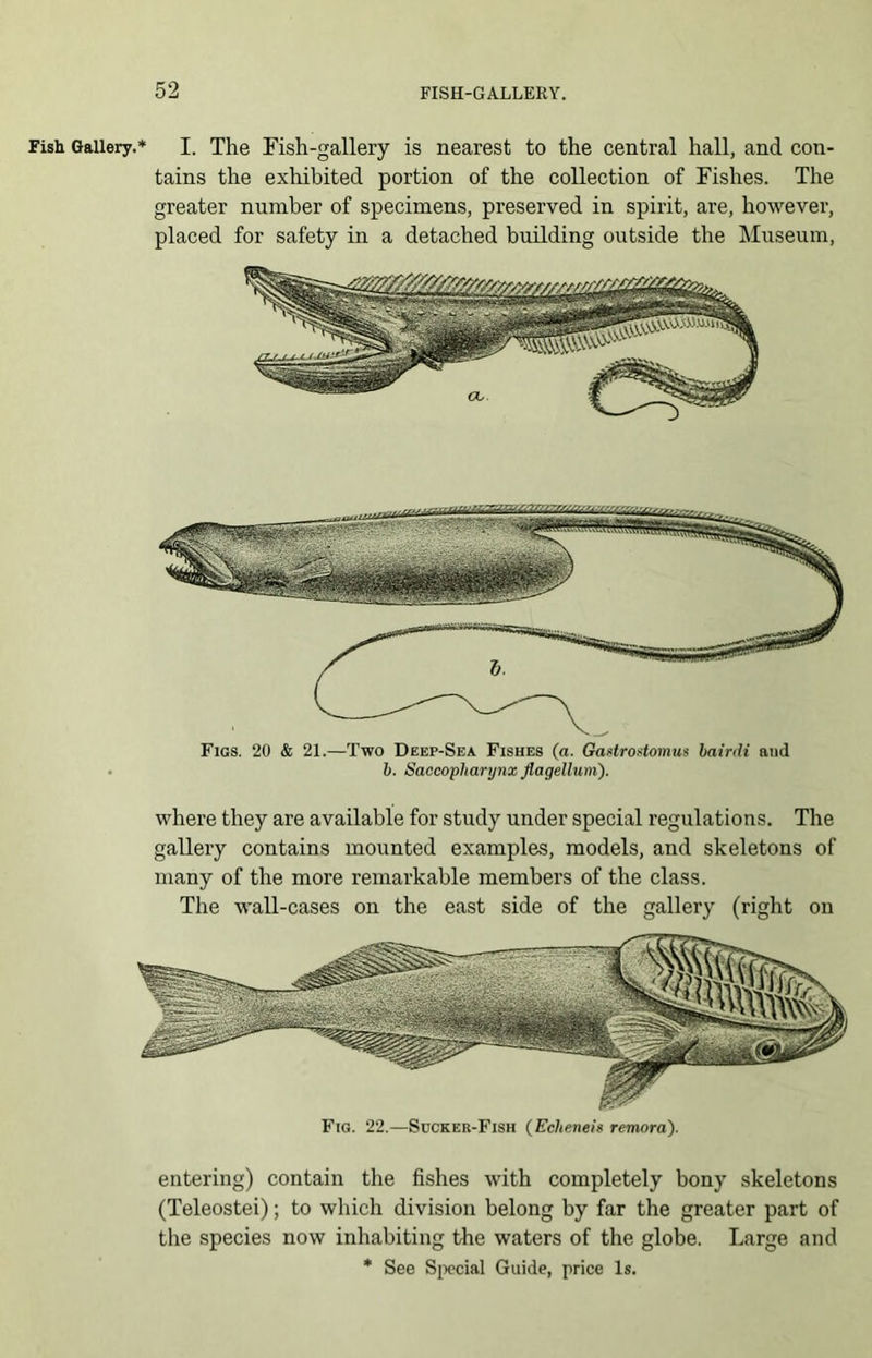 Fish Gallery.* I. The Fish-gallery is nearest to the central hall, and con- tains the exhibited portion of the collection of Fishes. The greater number of specimens, preserved in spirit, are, however, placed for safety in a detached building outside the Museum, Figs. 20 & 21.—Two Deep-Sea Fishes (a. Gastro4omus bairili and b. Saccopliarynx flagellum). where they are available for study under special regulations. The gallery contains mounted examples, models, and skeletons of many of the more remarkable members of the class. The wall-cases on the east side of the gallery (right on entering) contain the fishes with completely bony skeletons (Teleostei); to which division belong by far the greater part of the species now inhabiting the waters of the globe. Large and