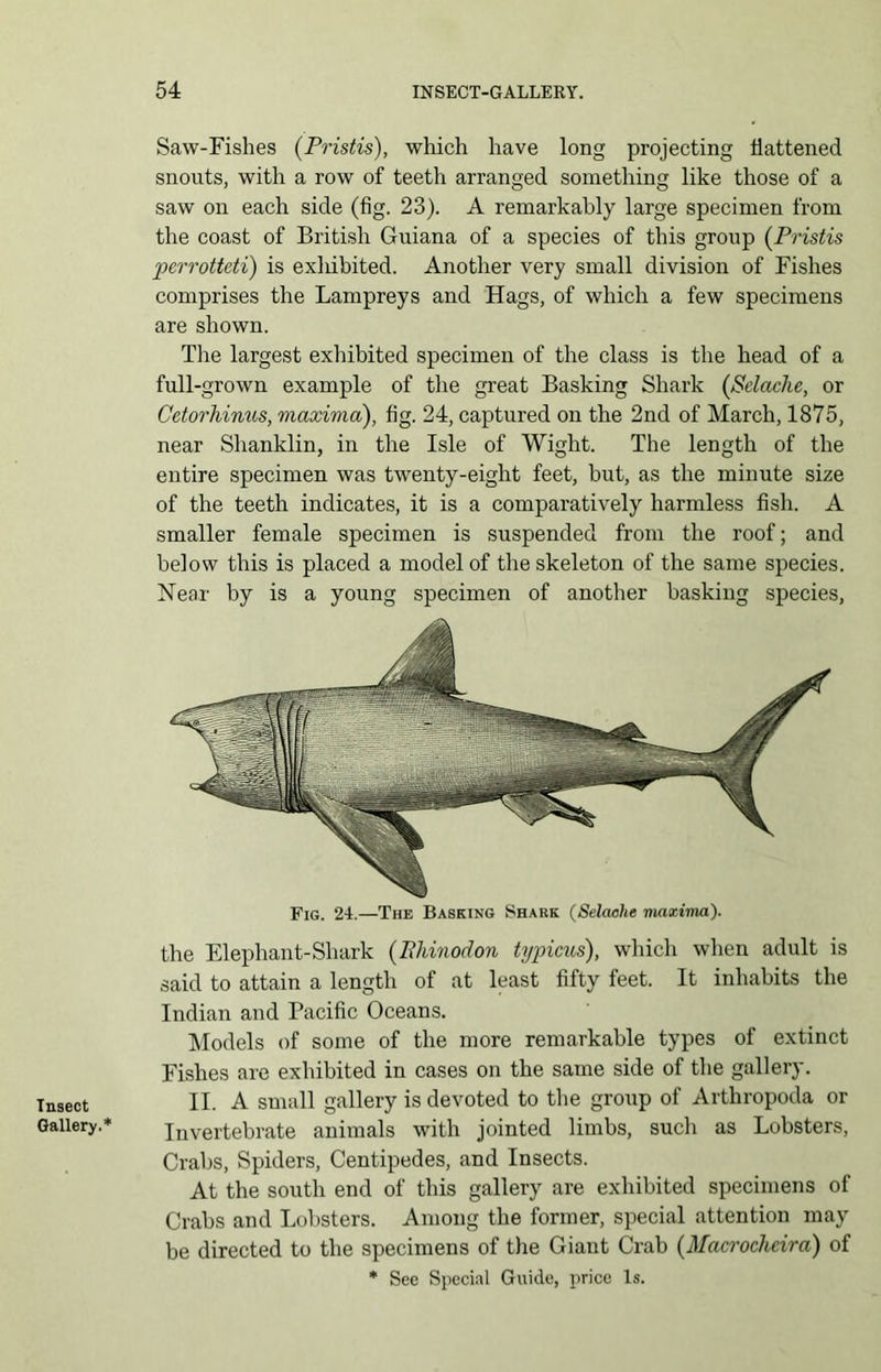 Tnsect Gallery.* Saw-Fishes (Pristis), which have long projecting flattened snouts, with a row of teeth arranged something like those of a saw on each side (fig. 23). A remarkably large specimen from the coast of British Guiana of a species of this group (Pristis perrotteti) is exliibited. Another very small division of Fishes comprises the Lampreys and Hags, of which a few specimens are shown. The largest exhibited specimen of the class is the head of a full-grown example of the great Basking Shark (Selache, or Cetorhinus, maxima), fig. 24, captured on the 2nd of March, 1875, near Shanklin, in the Isle of Wight. The length of the entire specimen was twenty-eight feet, but, as the minute size of the teeth indicates, it is a comparatively harmless fish. A smaller female specimen is suspended from the roof; and below this is placed a model of the skeleton of the same species. Near by is a young specimen of another basking species, Fig. 24.—The Basking Shark (Selaohe maxima). the Elephant-Shark (Rlrinodon typious), which when adult is said to attain a length of at least fifty feet. It inhabits the Indian and Pacific Oceans. Models of some of the more remarkable types of extinct Fishes are exhibited in cases on the same side of the gallery. II. A small gallery is devoted to the group of Artliropoda or Invertebrate animals with jointed limbs, such as Lobsters, Crabs, Spiders, Centipedes, and Insects. At the south end of this gallery are exhibited specimens of Crabs and Lobsters. Among the former, special attention may be directed to the specimens of the Giant Crab (Macrochcira) of