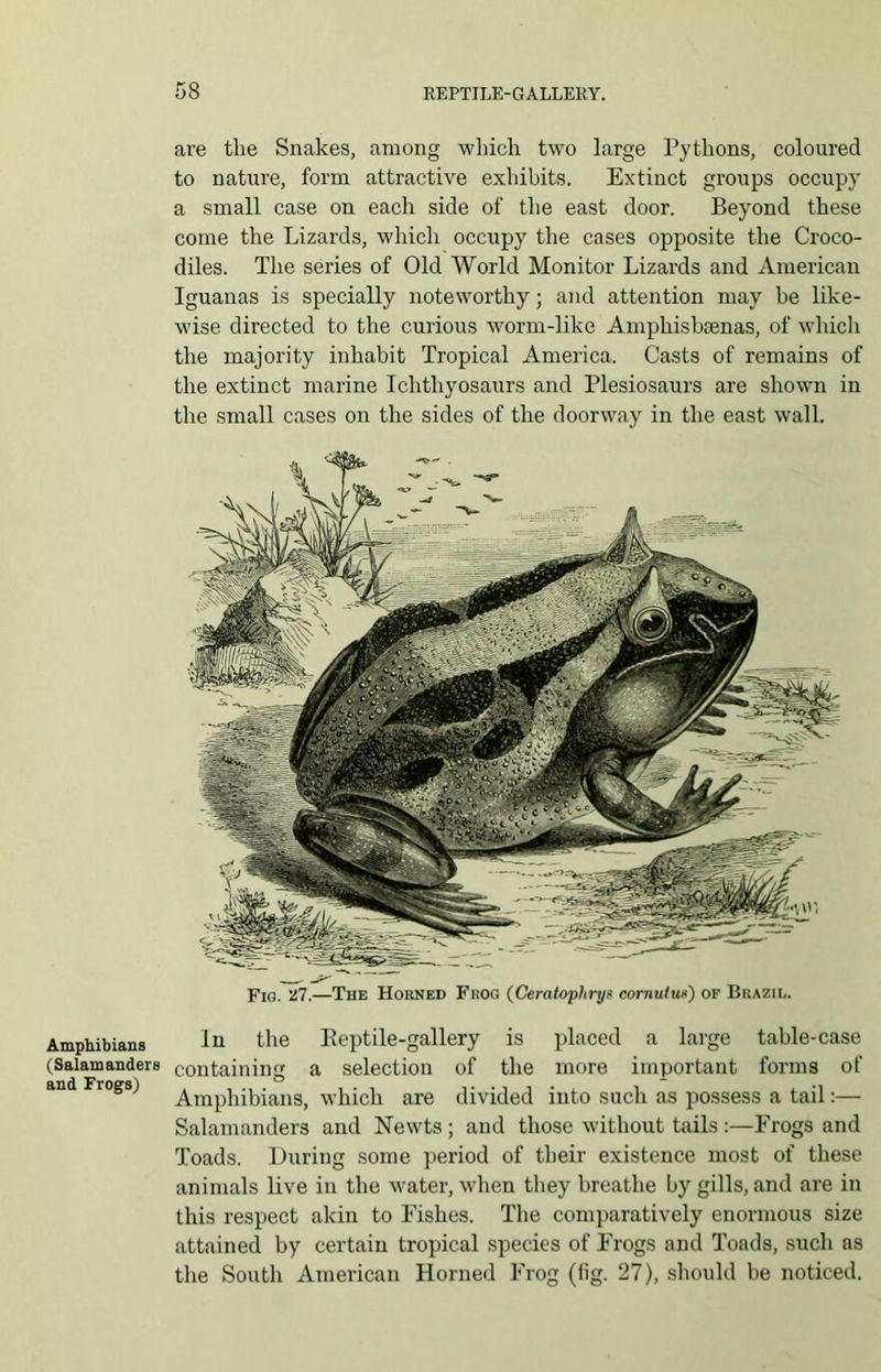 Amphibians (Salamanders and Frogs) Fig. 527.—The Horned Frog (Ceratoplirys comutu») of Brazil. In the Reptile-gallery is placed a large table-case containing a selection of the more important forms of Amphibians, which are divided into such as possess a tail:— Salamanders and Newts; and those without tails:—Frogs and Toads. During some period of their existence most of these animals live in the water, when they breathe by gills, and are in this respect akin to Fishes. The comparatively enormous size attained by certain tropical species of Frogs and Toads, such as the South American Horned Frog (fig. 27), should be noticed. are the Snakes, among which two large Pythons, coloured to nature, form attractive exhibits. Extinct groups occupy a small case on each side of the east door. Beyond these come the Lizards, which occupy the cases opposite the Croco- diles. The series of Old World Monitor Lizards and American Iguanas is specially noteworthy; and attention may be like- wise directed to the curious worm-like Ampkisbaenas, of which the majority inhabit Tropical America. Casts of remains of the extinct marine Ichthyosaurs and Plesiosaurs are shown in