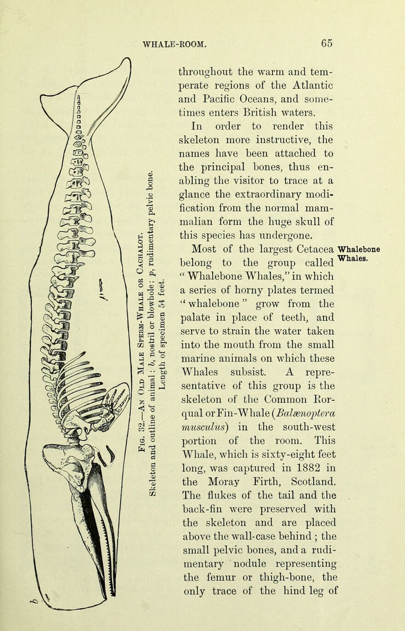 throughout the warm and tem- perate regions of the Atlantic and Pacific Oceans, and some- times enters British waters. In order to render this skeleton more instructive, the names have been attached to the principal hones, thus en- abling the visitor to trace at a glance the extraordinary modi- fication from the normal mam- malian form the huge skull of this species has undergone. Most of the largest Cetacea Whalebone belong to the group calledWhales' “ Whalebone Whales,” in which a series of horny plates termed “whalebone” grow from the palate in place of teeth, and serve to strain the water taken into the mouth from the small marine animals on which these Whales subsist. A repre- sentative of this group is the skeleton of the Common Bor- qual orFin-Whale (Balaenoptera musculus) in the south-west portion of the room. This Whale, which is sixty-eight feet long, was captured in 1882 in the Moray Firth, Scotland. The flukes of the tail and the back-fin were preserved with the skeleton and are placed above the wall-case behind ; the small pelvic bones, and a rudi- mentary nodule representing the femur or thigh-bone, the only trace of the hind leg of