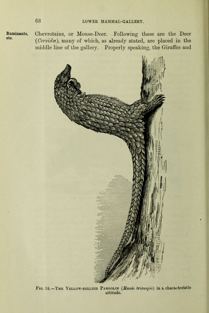 Ruminants, etc. 68 LOWER MAMMAL-GALLERY. Chevrotains, or Mouse-Deer. Following these are the Deer (Cervidct), many of which, as already stated, are placed in the middle line of the gallery. Properly speaking, the Giraffes and Fig. 34.—The Yellow-bellied Pangolin (Manis tricuspis) in a characteristic attitude.