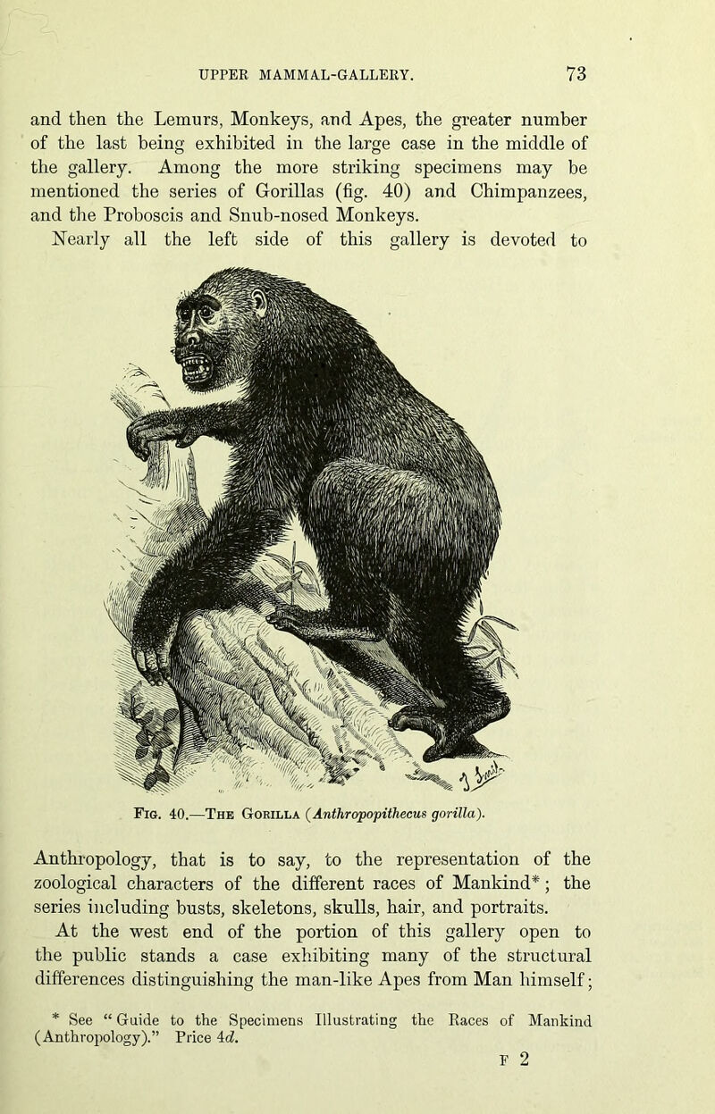 and then the Lemurs, Monkeys, and Apes, the greater number of the last being exhibited in the large case in the middle of the gallery. Among the more striking specimens may be mentioned the series of Gorillas (fig. 40) and Chimpanzees, and the Proboscis and Snub-nosed Monkeys. Nearly all the left side of this gallery is devoted to Fig. 40.—The Gorilla (Anthropopithecus gorilla). Anthropology, that is to say, to the representation of the zoological characters of the different races of Mankind*; the series including busts, skeletons, skulls, hair, and portraits. At the west end of the portion of this gallery open to the public stands a case exhibiting many of the structural differences distinguishing the man-like Apes from Man himself; * See “ Guide to the Specimens Illustrating (Anthropology).” Price 4d. the Races of Mankind F 2