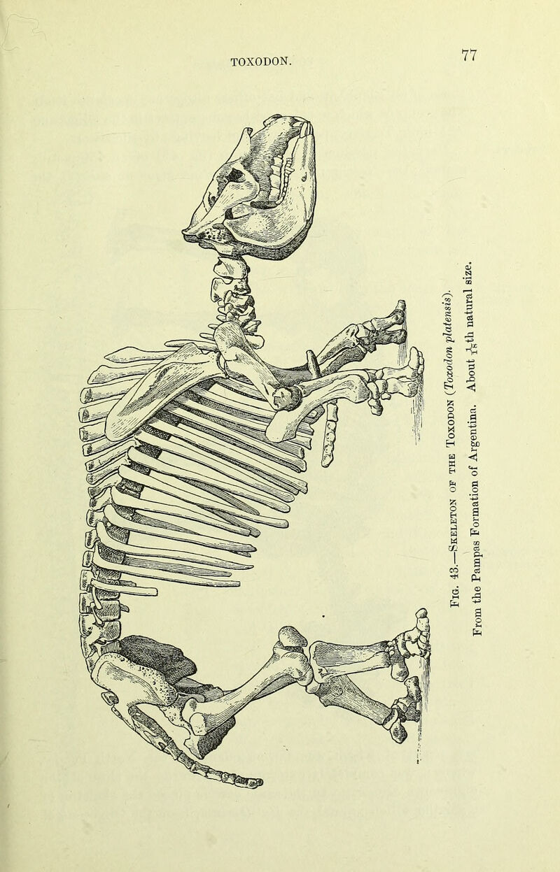 TOXODON. ' Fig. 43. Skeleton oe the Toxodon (Toxodon platensis). From the Pampas Formation of Argentina. About &th natural size.