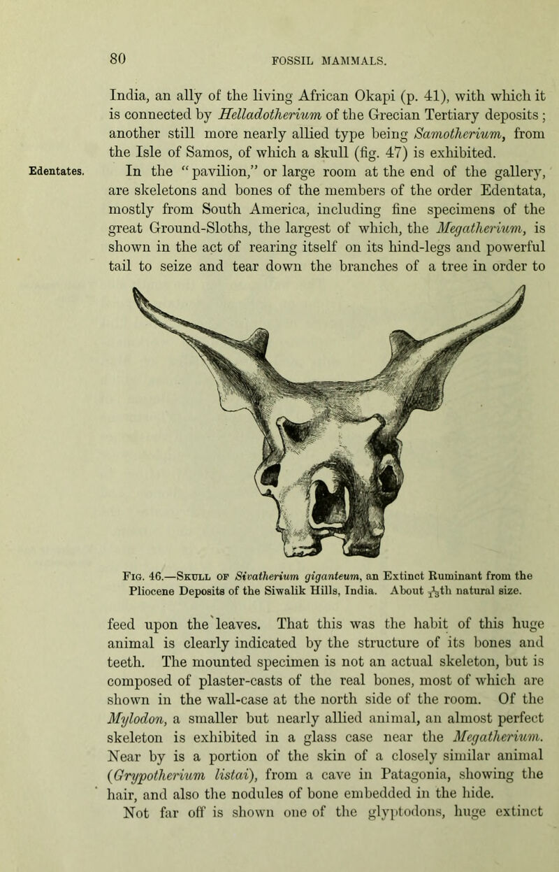 Edentates. India, an ally of the living African Okapi (p. 41), with which it is connected by Helladotherium of the Grecian Tertiary deposits ; another still more nearly allied type being Samothcrium, from the Isle of Samos, of which a skull (fig. 47) is exhibited. In the “ pavilion,” or large room at the end of the gallery, are skeletons and bones of the members of the order Edentata, mostly from South America, including fine specimens of the great Ground-Sloths, the largest of which, the Megatherium, is shown in the act of rearing itself on its hind-legs and powerful tail to seize and tear down the branches of a tree in order to Fig. 46.—Skull op Sivatherium giganteum, an Extinct Ruminant from the Pliocene Deposits of the Siwalik Hills, India. About ^gth natural size. feed upon the leaves. That this was the habit of this huge animal is clearly indicated by the structure of its bones and teeth. The mounted specimen is not an actual skeleton, but is composed of plaster-casts of the real bones, most of which are shown in the wall-case at the north side of the room. Of the Mylodon, a smaller but nearly allied animal, an almost perfect skeleton is exhibited in a glass case near the Megatherium. Near by is a portion of the skin of a closely similar animal (Grypotherium listai), from a cave in Patagonia, showing the hair, and also tire nodules of bone embedded in the hide. Not far off is shown one of the glyptodons, huge extinct