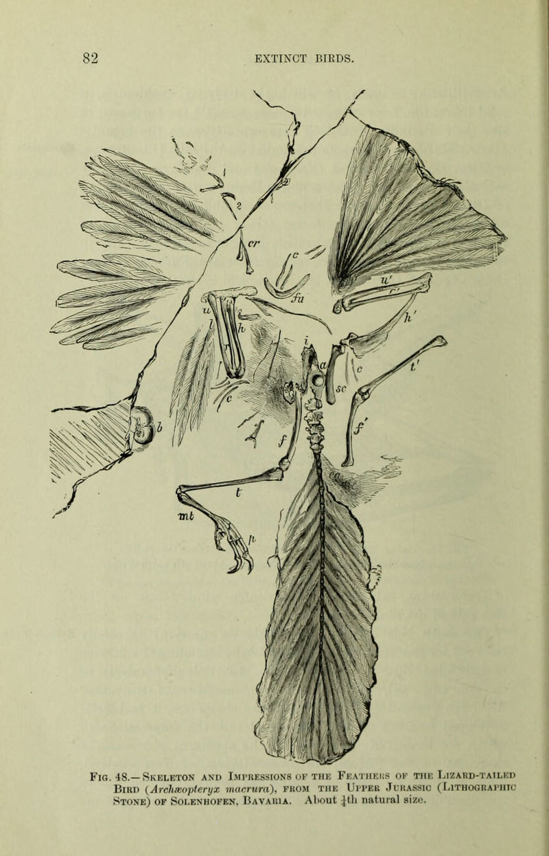 Fig. 4S.— Skeleton and Impressions of the Featheiis of the Lizard-tailed Bird (Arclixopleryx macrura), from the Upper Jurassic (Lithographic Stone) of Solenhofen, Bavaria. About Jth natural size.