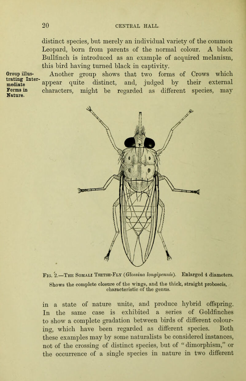 Group illus- trating Inter- mediate Forms in Nature. distinct species, but merely an individual variety of the common Leopard, born from parents of the normal colour. A black Bullfinch is introduced as an example of acquired melanism, this bird having turned black in captivity. Another group shows that two forms of Crows which appear quite distinct, and, judged by their external characters, might be regarded as different species, may Fig. 2.—The Somali Tsetse-Fly (Glossina longipennis). Enlarged 4 diameters. Shows the complete closure of the wings, and the thick, straight proboscis, characteristic of the genus. in a state of nature unite, and produce hybrid offspring. In the same case is exhibited a series of Goldfinches to show a complete gradation between birds of different colour- ing, which have been regarded as different species. Both these examples may by some naturalists be considered instances, not of the crossing of distinct species, but of “ dimorphism,” or the occurrence of a single species in nature in two different