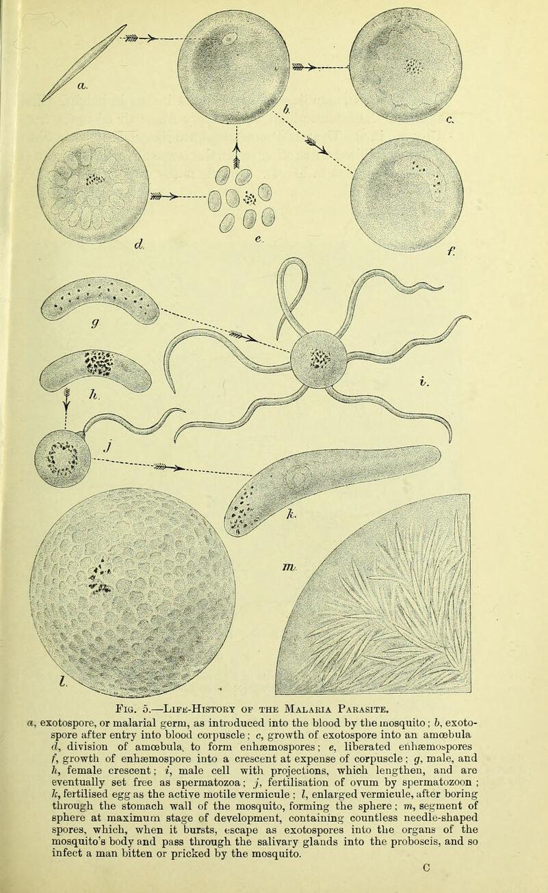 Fig. 5.—Life-History of the Malaria Parasite. a, exotospore, or malarial germ, as introduced into the blood by the mosquito; b. exoto- spore after entry into blood corpuscle; c, growth of exotospore into an amoebula d, division of amoebula, to form enhsemospores; e, liberated enhsemospores f, growth of enhsemospore into a crescent at expense of corpuscle; g, male, and h, female crescent; i, male cell with projections, which lengthen, and are eventually set free as spermatozoa; j, fertilisation of ovum by spermatozoon ; 7c, fertilised egg as the active motile vermicule ; Z, enlarged vermicule, after boring through the stomach wall of the mosquito, forming the sphere; m, segment of sphere at maximum stage of development, containing countless needle-shaped spores, which, when it bursts, escape as exotospores into the organs of the mosquito’s body and pass through the salivary glands into the proboscis, and so infect a man bitten or pricked by the mosquito. I C