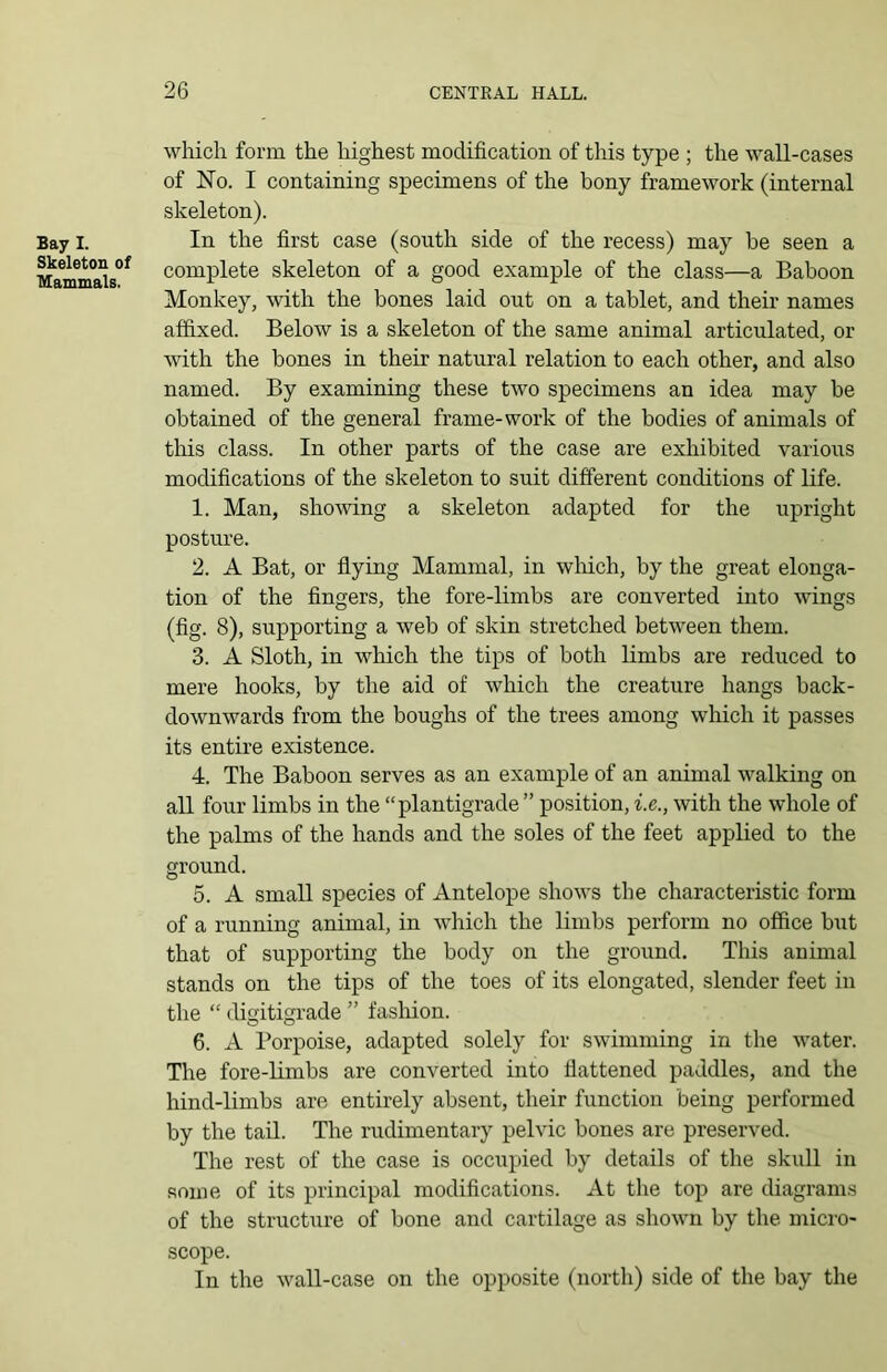 Bay I. Skeleton of Mammals. which form the highest modification of this type ; the wall-cases of No. I containing specimens of the bony framework (internal skeleton). In the first case (south side of the recess) may be seen a complete skeleton of a good example of the class—a Baboon Monkey, with the bones laid out on a tablet, and their names affixed. Below is a skeleton of the same animal articulated, or with the bones in their natural relation to each other, and also named. By examining these two specimens an idea may be obtained of the general frame-work of the bodies of animals of this class. In other parts of the case are exhibited various modifications of the skeleton to suit different conditions of life. 1. Man, showing a skeleton adapted for the upright posture. 2. A Bat, or flying Mammal, in which, by the great elonga- tion of the fingers, the fore-limbs are converted into wings (fig. 8), supporting a web of skin stretched between them. 3. A Sloth, in which the tips of both limbs are reduced to mere hooks, by the aid of which the creature hangs back- downwards from the boughs of the trees among which it passes its entire existence. 4. The Baboon serves as an example of an animal walking on all four limbs in the “plantigrade ” position, i.e., with the whole of the palms of the hands and the soles of the feet applied to the ground. 5. A small species of Antelope shows the characteristic form of a running animal, in which the limbs perform no office but that of supporting the body on the ground. This animal stands on the tips of the toes of its elongated, slender feet in the “ digitigrade ” fashion. 6. A Porpoise, adapted solely for swimming in the water. The fore-limbs are converted into flattened paddles, and the hind-limbs are entirely absent, their function being performed by the tail. The rudimentary pelvic bones are preserved. The rest of the case is occupied by details of the skull in some of its principal modifications. At the top are diagrams of the structure of bone and cartilage as shown by the micro- scope. In the wall-case on the opposite (north) side of the bay the