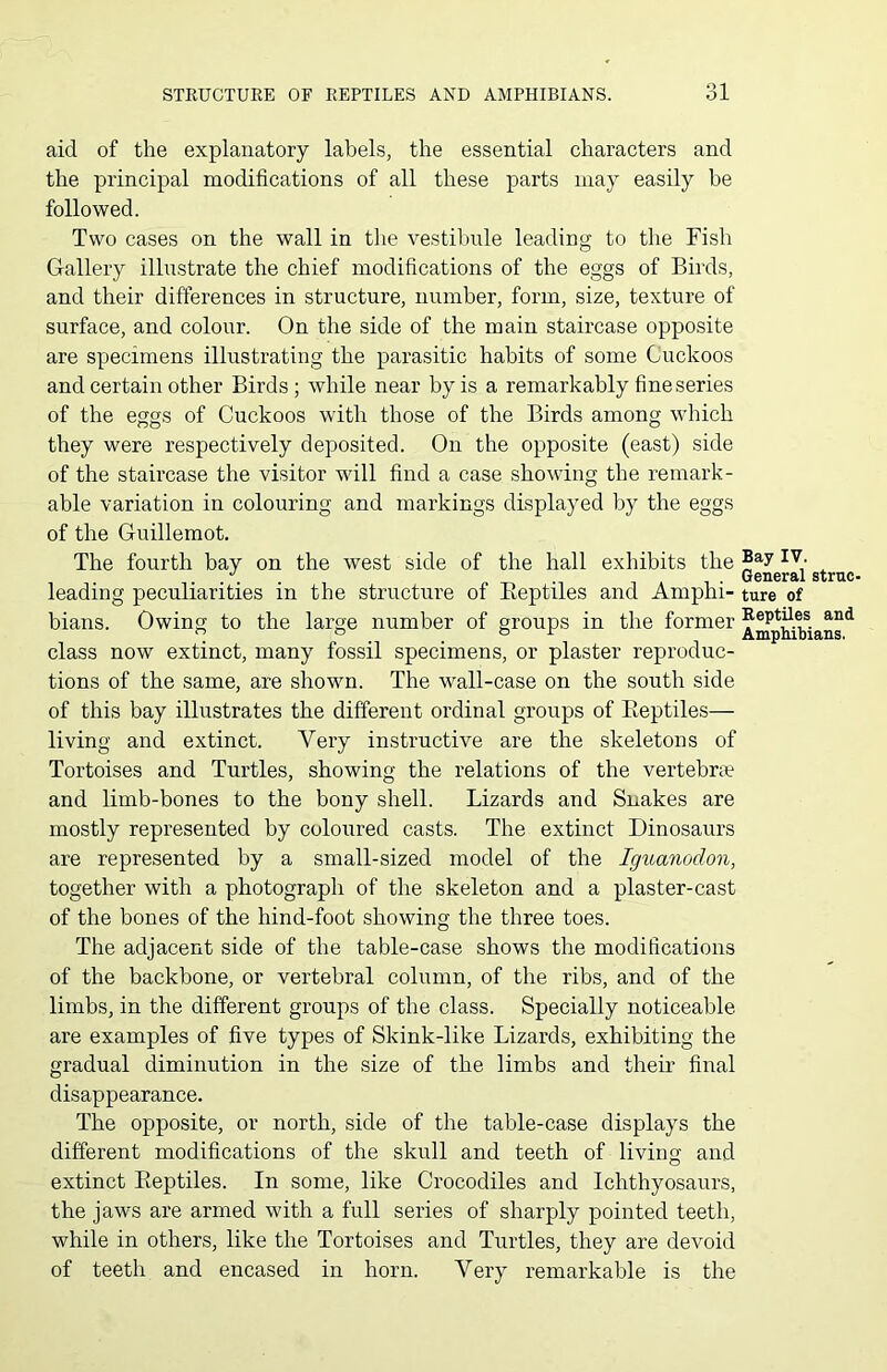 aid of the explanatory labels, the essential characters and the principal modifications of all these parts may easily he followed. Two cases on the wall in the vestibule leading to the Fish Gallery illustrate the chief modifications of the eggs of Birds, and their differences in structure, number, form, size, texture of surface, and colour. On the side of the main staircase opposite are specimens illustrating the parasitic habits of some Cuckoos and certain other Birds; while near by is a remarkably fine series of the eggs of Cuckoos with those of the Birds among which they were respectively deposited. On the opposite (east) side of the staircase the visitor will find a case showing the remark- able variation in colouring and markings displayed by the eggs of the Guillemot. The fourth bay on the west side of the hall exhibits the leading peculiarities in the structure of Reptiles and Amphi- bians. Owing to the large number of groups in the former class now extinct, many fossil specimens, or plaster reproduc- tions of the same, are shown. The wall-case on the south side of this bay illustrates the different ordinal groups of Reptiles— living and extinct. Very instructive are the skeletons of Tortoises and Turtles, showing the relations of the vertebra? and limb-bones to the bony shell. Lizards and Snakes are mostly represented by coloured casts. The extinct Dinosaurs are represented by a small-sized model of the Iguanodon, together with a photograph of the skeleton and a plaster-cast of the bones of the hind-foot showing the three toes. The adjacent side of the table-case shows the modifications of the backbone, or vertebral column, of the ribs, and of the limbs, in the different groups of the class. Specially noticeable are examples of five types of Skink-like Lizards, exhibiting the gradual diminution in the size of the limbs and their final disappearance. The opposite, or north, side of the table-case displays the different modifications of the skull and teeth of living and extinct Reptiles. In some, like Crocodiles and Ichthyosaurs, the jaws are armed with a full series of sharply pointed teeth, while in others, like the Tortoises and Turtles, they are devoid of teeth and encased in horn. Very remarkable is the Bay IV. General struc- ture of Reptiles and Amphibians.