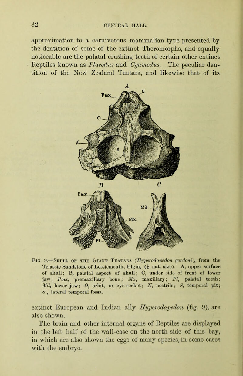 approximation to a carnivorous mammalian type presented by the dentition of some of the extinct Theromorphs, and equally noticeable are the palatal crushing teeth of certain other extinct Reptiles known as Placodus and Cyamodus. The peculiar den- tition of the New Zealand Tuatara, and likewise that of its Fig. SI.—Skull of the Giant Tuatara (Eyperodapedon gordoni), from the Triassic Sandstone of Lossiemouth, Elgin, (i nat. size). A. upper surface of skull; B, palatal aspect of skull; C, under side of front of lower jaw; Pmx, premaxillary bone; il/x, maxillary; PI, palatal teeth; Md, lower jaw; 0, orbit, or eye-socket; N, nostrils; S, temporal pit; S', lateral temporal fossa. extinct European and Indian ally Hyperodapedon (fig. (J), are also shown. The brain and other internal organs of Reptiles are displayed in the left half of the wall-case on the north side of this bay, in which are also shown the eggs of many species, in some cases with the embryo.