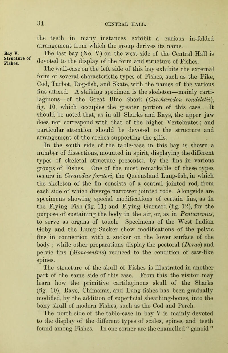 Bay V. Structure of Fishes. the teeth in many instances exhibit a curious in-folded arrangement from which the group derives its name. The last bay (No. V) on the west side of the Central Hall is devoted to the display of the form and structure of Fishes. The wall-case on the left side of this bay exhibits the external form of several characteristic types of Fishes, such as the Pike, Cod, Turbot, Dog-fish, and Skate, with the names of the various fins affixed. A striking specimen is the skeleton—mainly carti- laginous—of the Great Blue Shark (Carcharodon rondeletii), fig. 10, which occupies the greater portion of this case. It should be noted that, as in all Sharks and Bays, the upper jaw does not correspond with that of the higher Vertebrates; and particular attention should be devoted to the structure and arrangement of the arches supporting the gills. In the south side of the table-case in this bay is shown a number of dissections, mounted in spirit, displaying the different types of skeletal structure presented by the fins in various groups of Fishes. One of the most remarkable of these types occurs in Ceratodus forsteri, the Queensland Lung-fish, in which the skeleton of the fin consists of a central jointed rod, from each side of which diverge narrower jointed rods. Alongside are specimens showing special modifications of certain fins, as in the Flying Fish (fig. 11) and Flying Gurnard (fig. 12), for the purpose of sustaining the body in the air, or, as in Pentanemus, to serve as organs of touch. Specimens of the West Indian Goby and the Lump-Sucker show modifications of the pelvic tins in connection with a sucker on the lower surface of the body ; while other preparations display the pectoral {Doras) and pelvic fins (Monocmtris) reduced to the condition of saw-like spines. The structure of the skull of Fishes is illustrated in another part of the same side of this case. From this the visitor may learn how the primitive cartilaginous skull of the Sharks (fig. 10), Bays, Chimteras, and Lung-fishes has been gradually modified, by the addition of superficial sheathing-bones, into the bony skull of modern Fishes, such as the Cod and Perch. The north side of the table-case in bay V is mainly devoted to the display of the different types of scales, spines, and teeth found among Fishes. In one corner are the enamelled “ ganoid ”