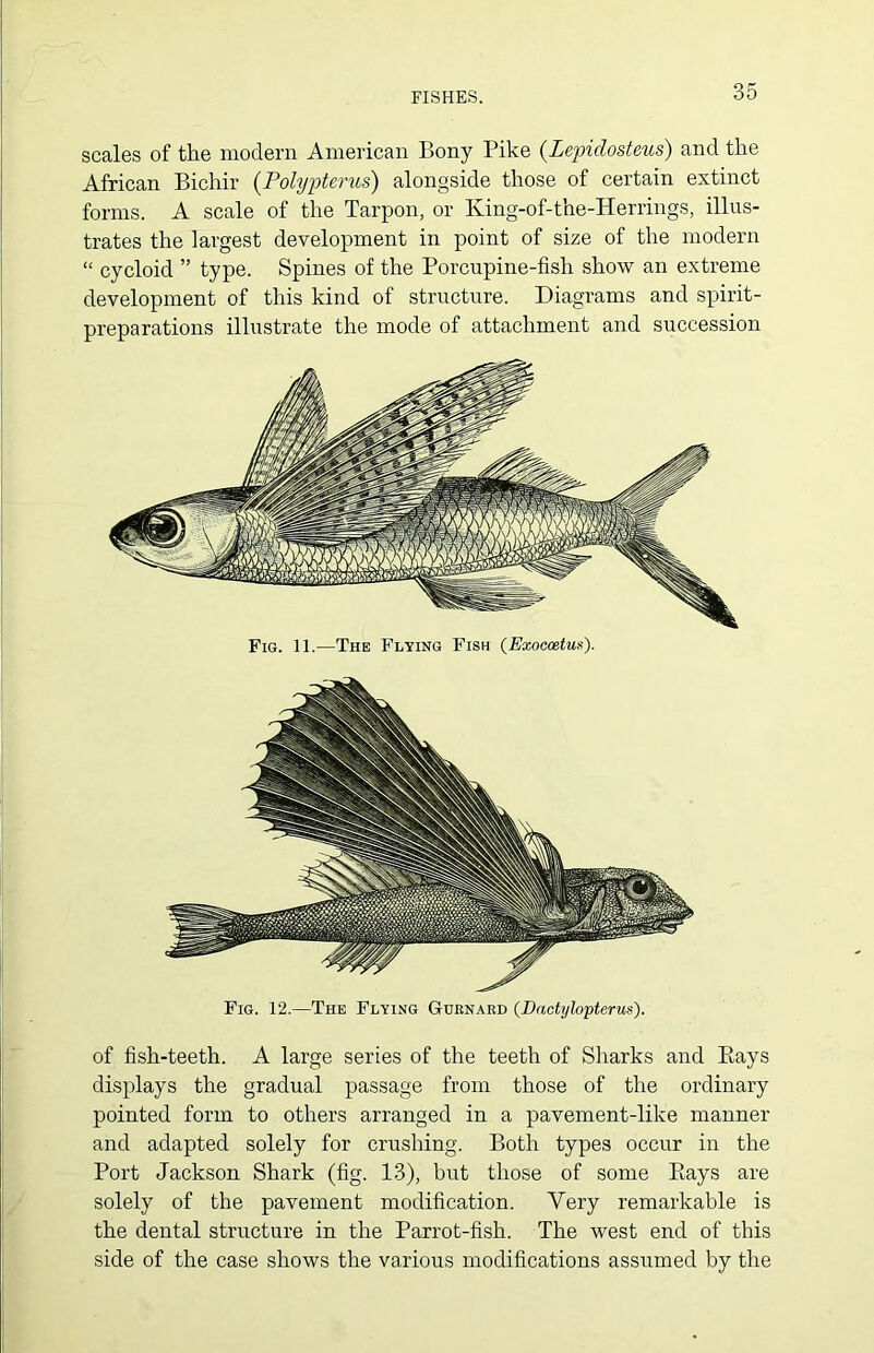 FISHES. scales of the modern American Bony Pike (Lepidosteus) and the African Bichir (Polypterus) alongside those of certain extinct forms. A scale of the Tarpon, or King-of-the-Herrings, illus- trates the largest development in point of size of the modern “ cycloid ” type. Spines of the Porcupine-fish show an extreme development of this kind of structure. Diagrams and spirit- preparations illustrate the mode of attachment and succession Fig. 11.—The Flying Fish (Exoccetux). Fig. 12.—The Flying Gurnard (Dactylopterus). of fish-teeth. A large series of the teeth of Sharks and Pays displays the gradual passage from those of the ordinary pointed form to others arranged in a pavement-like manner and adapted solely for crushing. Both types occur in the Port Jackson Shark (fig. 13), but those of some Pays are solely of the pavement modification. Very remarkable is the dental structure in the Parrot-fish. The west end of this side of the case shows the various modifications assumed by the