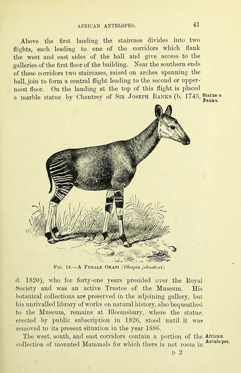 AFRICAN ANTELOPES. Above the first landing the staircase divides into two flights, each leading to one of the corridors which flank the west and east sides of the hall and give access to the galleries of the first floor of the building. Near the southern ends of these corridors two staircases, raised on arches spanning the hall, join to form a central flight leading to the second or upper- most floor. On the landing at the top of this flight is placed a marble statue by Chantrey of Sir Joseph Banks (b. 1743, ^une o Fig. 14.—A Female Okapi (Okapia jolinstoni). d. 1820), who for forty-one years presided over the Boyal Society and was an active Trustee of the Museum. His botanical collections are preserved in the adjoining gallery, but his unrivalled library of works on natural history, also bequeathed to the Museum, remains at Bloomsbury, where the statue, erected by public subscription in 1826, stood until it was removed to its present situation in the year 1886. The west, south, and east corridors contain a portion of the African collection of mounted Mammals for which there is not room in Antelop D 2