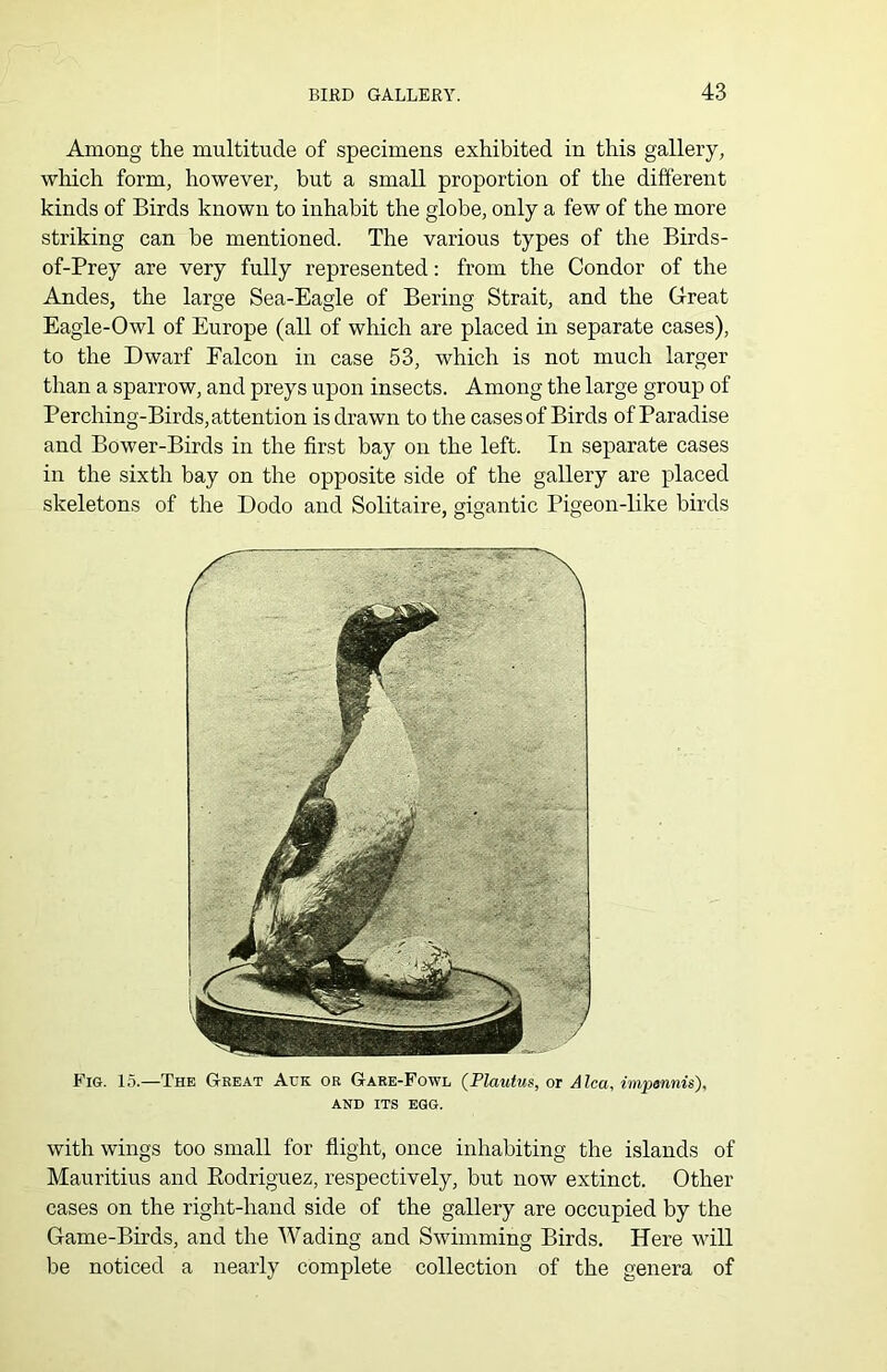 Among the multitude of specimens exhibited in this gallery, which form, however, but a small proportion of the different kinds of Birds known to inhabit the globe, only a few of the more striking can be mentioned. The various types of the Birds- of-Prey are very fully represented: from the Condor of the Andes, the large Sea-Eagle of Bering Strait, and the Great Eagle-Owl of Europe (all of which are placed in separate cases), to the Dwarf Falcon in case 53, which is not much larger than a sparrow, and preys upon insects. Among the large group of Perching-Birds, attention is drawn to the cases of Birds of Paradise and Bower-Birds in the first bay on the left. In separate cases in the sixth bay on the opposite side of the gallery are placed skeletons of the Dodo and Solitaire, gigantic Pigeon-like birds Fig. 15.—The Great Ack or Gare-Fowl (Plautus, or Alca, impennis), AND ITS EGG. with wings too small for flight, once inhabiting the islands of Mauritius and Rodriguez, respectively, but now extinct. Other cases on the right-hand side of the gallery are occupied by the Game-Birds, and the Wading and Swimming Birds. Here will be noticed a nearly complete collection of the genera of