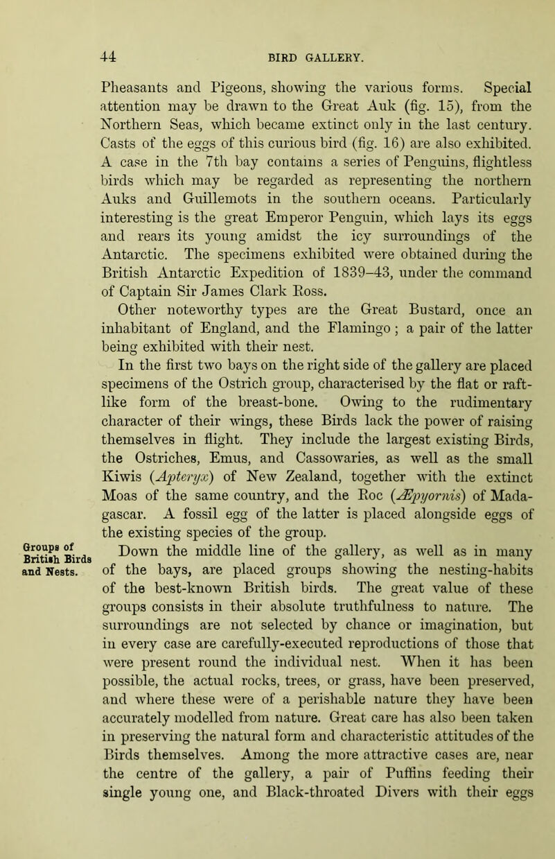 Groups of British Birds and Nests. 4-4 BIRD GALLERY. Pheasants and Pigeons, showing the various forms. Special attention may be drawn to the Great Auk (fig. 15), from the Northern Seas, which became extinct only in the last century. Casts of the eggs of this curious bird (fig. 16) are also exhibited. A case in the 7th bay contains a series of Penguins, flightless birds which may be regarded as representing the northern Auks and Guillemots in the southern oceans. Particularly interesting is the great Emperor Penguin, which lays its eggs and rears its young amidst the icy surroundings of the Antarctic. The specimens exhibited were obtained during the British Antarctic Expedition of 1839-43, under the command of Captain Sir James Clark Boss. Other noteworthy types are the Great Bustard, once an inhabitant of England, and the Flamingo ; a pair of the latter being exhibited with their nest. In the first two bays on the right side of the gallery are placed specimens of the Ostrich group, characterised by the flat or raft- like form of the breast-bone. Owing to the rudimentary character of their wings, these Birds lack the power of raising themselves in flight. They include the largest existing Birds, the Ostriches, Emus, and Cassowaries, as well as the small Kiwis {Apteryx) of New Zealand, together with the extinct Moas of the same country, and the Boc {JEpyornis) of Mada- gascar. A fossil egg of the latter is placed alongside eggs of the existing species of the group. Down the middle line of the gallery, as well as in many of the bays, are placed groups showing the nesting-habits of the best-known British birds. The great value of these groups consists in their absolute truthfulness to nature. The surroundings are not selected by chance or imagination, but in every case are carefully-executed reproductions of those that were present round the individual nest. When it has been possible, the actual rocks, trees, or grass, have been preserved, and where these were of a perishable nature they have been accurately modelled from nature. Great care has also been taken in preserving the natural form and characteristic attitudes of the Birds themselves. Among the more attractive cases are, near the centre of the gallery, a pair of Puffins feeding their single young one, and Black-throated Divers with their eggs