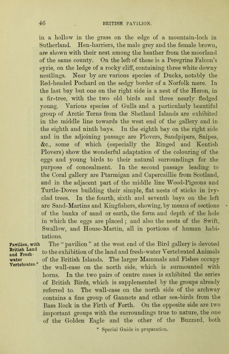 edge of a mountain-loch in Pavilion, with British Land and Fresh- water Vertebrates.* in a hollow in the grass on the Sutherland. Hen-harriers, the male grey and the female brown, are shown with their nest among the heather from the moorland of the same county. On the left of these is a Peregrine Falcon’s eyrie, on the ledge of a rocky cliff, containing three white downy nestlings. Near by are various species of Ducks, notably the Red-headed Pochard on the sedgy border of a Norfolk mere. In the last bay but one on the right side is a nest of the Heron, in a fir-tree, with the two old birds and three nearly fledged young. Various species of Gulls and a particularly beautiful group of Arctic Terns from the Shetland Islands are exhibited in the middle line towards the west end of the gallery and in the eighth and ninth bays. In the eighth bay on the right side and in the adjoining passage are Plovers, Sandpipers, Snipes, &c., some of which (especially the Ringed and Kentish Plovers) show the wonderful adaptation of the colouring of the eggs and young birds to their natural surroundings for the purpose of concealment. In the second passage leading to the Coral gallery are Ptarmigan and Capercaillie from Scotland, and in the adjacent part of the middle line Wood-Pigeons and Turtle-Doves building their simple, flat nests of sticks in ivy- clad trees. In the fourth, sixth and seventh bays on the left are Sand-Martins and Kingfishers, showing, by means of sections of the banks of sand or earth, the form and depth of the hole in which the eggs are placed ; and also the nests of the Swift, Swallow, and House-Martin, all in portions of human habi- tations. The “ pavilion ” at the west end of the Bird gallery is devoted to the exhibition of the land and fresh-water Vertebrated Animals of the British Islands. The larger Mammals and Fishes occupy the wall-case on the north side, which is surmounted with horns. In the two pairs of centre cases is exhibited the series of British Birds, which is supplemented by the groups already referred to. The wall-case on the north side of the archway contains a fine group of Gannets and other sea-birds from the Bass Rock in the Firth of Forth. On the opposite side are two important groups with the surroundings true to nature, the one of the Golden Eagle and the other of the Buzzard, both * Special Guide in preparation.