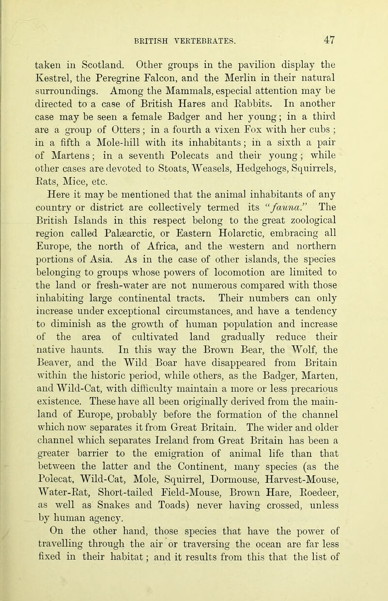 taken in Scotland. Other groups in the pavilion display the Kestrel, the Peregrine Falcon, and the Merlin in their natural surroundings. Among the Mammals, especial attention may be directed to a case of British Hares and Eabbits. In another case may be seen a female Badger and her young; in a third are a group of Otters; in a fourth a vixen Fox with her cubs ; in a fifth a Mole-hill with its inhabitants; in a sixth a pair of Martens; in a seventh Polecats and their young; while other cases are devoted to Stoats, Weasels, Hedgehogs, Squirrels, Eats, Mice, etc. Here it may be mentioned that the animal inhabitants of any country or district are collectively termed its “fauna.” The British Islands in this respect belong to the great zoological region called Pakearctic, or Eastern Holarctic, embracing all Europe, the north of Africa, and the western and northern portions of Asia. As in the case of other islands, the species belonging to groups whose powers of locomotion are limited to the land or fresh-water are not numerous compared with those inhabiting large continental tracts. Their numbers can only increase under exceptional circumstances, and have a tendency to diminish as the growth of human population and increase of the area of cultivated land gradually reduce their native haunts. In this way the Brown Bear, the Wolf, the Beaver, and the Wild Boar have disappeared from Britain within the historic period, while others, as the Badger, Marten, and Wild-Cat, with difficulty maintain a more or less precarious existence. These have all been originally derived from the main- land of Europe, probably before the formation of the channel which now separates it from Great Britain. The wider and older channel which separates Ireland from Great Britain has been a greater barrier to the emigration of animal life than that between the latter and the Continent, many species (as the Polecat, Wild-Cat, Mole, Squirrel, Dormouse, Harvest-Mouse, Water-Rat, Short-tailed Field-Mouse, Brown Hare, Roedeer, as well as Snakes and Toads) never having crossed, unless by human agency. On the other hand, those species that have the power of travelling through the air or traversing the ocean are far less fixed in their habitat; and it results from this that the list of