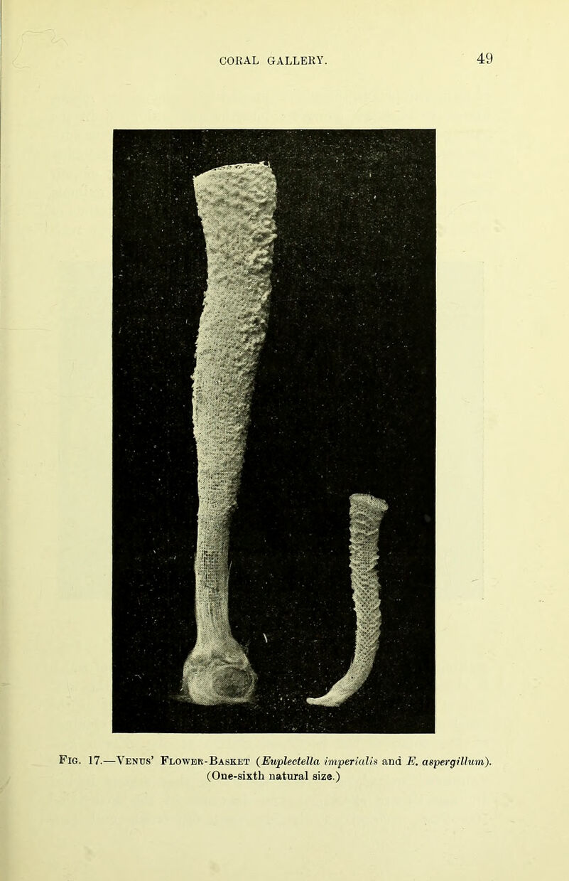 Fig. 17.—Venus’ Flower-Basket (Euplectella imperialis and E. aspergillum,'). (One-sixth natural size.)