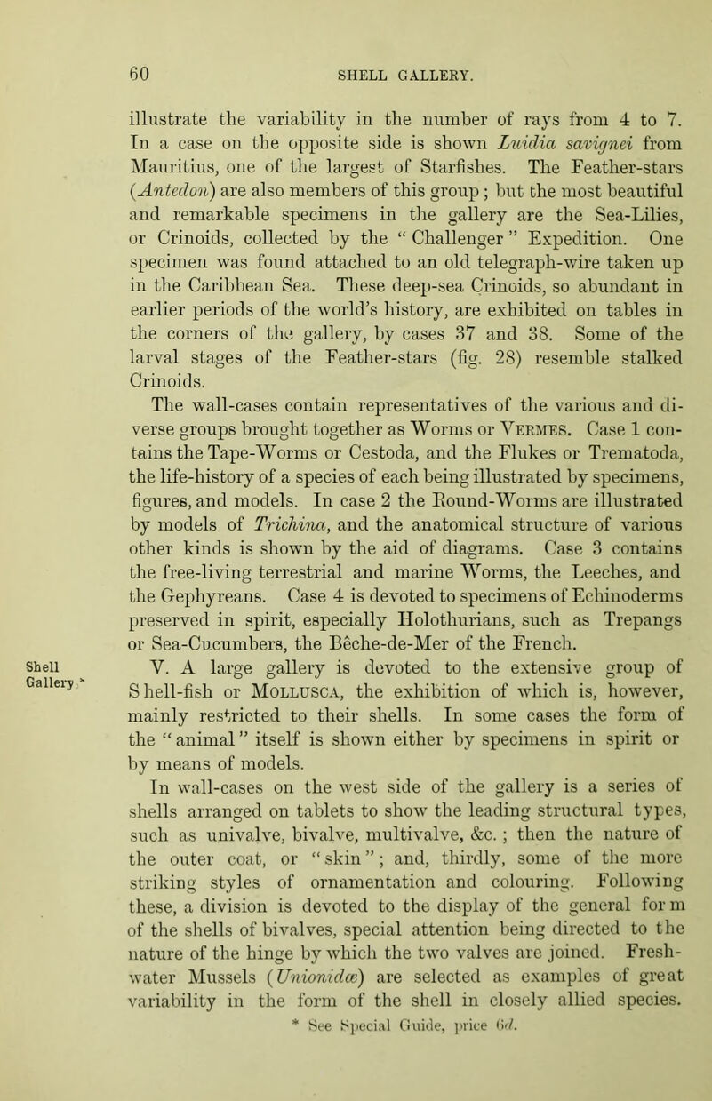 Shell Gallery * illustrate the variability in the number of rays from 4 to 7. In a case on the opposite side is shown Luidia savignei from Mauritius, one of the largest of Starfishes. The Feather-stars (.Antedon) are also members of this group ; but the most beautiful and remarkable specimens in the gallery are the Sea-Lilies, or Crinoids, collected by the “ Challenger ” Expedition. One specimen was found attached to an old telegraph-wire taken up in the Caribbean Sea. These deep-sea Crinoids, so abundant in earlier periods of the world’s history, are exhibited on tables in the corners of the gallery, by cases 37 and 38. Some of the larval stages of the Feather-stars (fig. 28) resemble stalked Crinoids. The wall-cases contain representatives of the various and di- verse groups brought together as Worms or Vermes. Case 1 con- tains the Tape-Worms or Cestoda, and the Flukes or Trematoda, the life-history of a species of each being illustrated by specimens, figures, and models. In case 2 the Eound-Worms are illustrated by models of Trichina, and the anatomical structure of various other kinds is shown by the aid of diagrams. Case 3 contains the free-living terrestrial and marine Worms, the Leeches, and the Gephyreans. Case 4 is devoted to specimens of Echinoderms preserved in spirit, especially Holothurians, such as Trepangs or Sea-Cucumbers, the Beche-de-Mer of the French. V. A large gallery is devoted to the extensive group of Shell-fish or Mollusca, the exhibition of which is, however, mainly restricted to their shells. In some cases the form of the “ animal ” itself is shown either by specimens in spirit or by means of models. In wall-cases on the west side of the gallery is a series of shells arranged on tablets to show the leading structural types, such as univalve, bivalve, multivalve, &c.; then the nature of the outer coat, or “ skin ”; and, thirdly, some of the more striking styles of ornamentation and colouring. Following these, a division is devoted to the display of the general for m of the shells of bivalves, special attention being directed to the nature of the hinge by which the two valves are joined. Fresh- water Mussels (Unionidce) are selected as examples of great variability in the form of the shell in closely allied species.