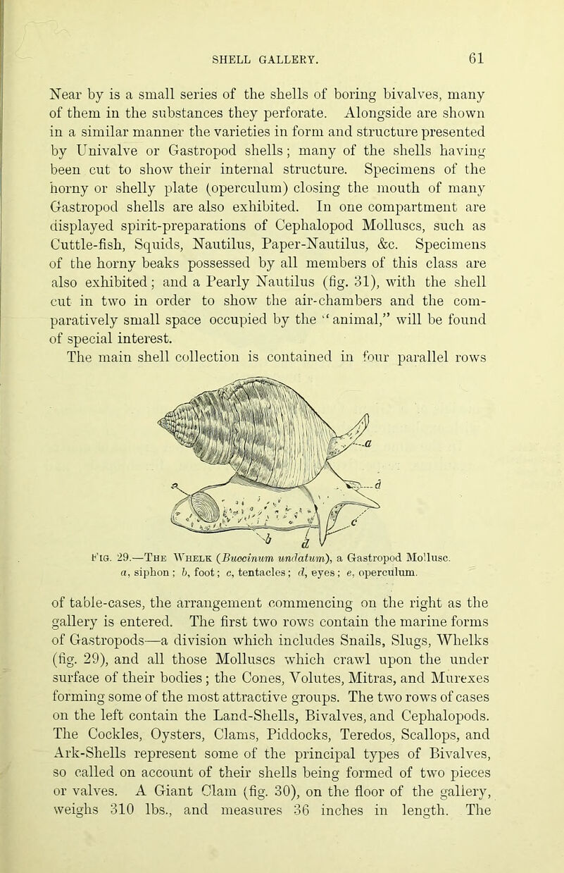 Near by is a small series of the shells of boring bivalves, many of them in the substances they perforate. Alongside are shown in a similar manner the varieties in form and structure presented by Univalve or Gastropod shells; many of the shells having- been cut to show their internal structure. Specimens of the horny or shelly plate (operculum) closing the mouth of many Gastropod shells are also exhibited. In one compartment are displayed spirit-preparations of Cephalopod Molluscs, such as Cuttle-fish, Squids, Nautilus, Paper-Nautilus, &c. Specimens of the horny beaks possessed by all members of this class are also exhibited; and a Pearly Nautilus (fig. 31), with the shell cut in two in order to show the air-chambers and the com- paratively small space occupied by the l< animal,” will be found of special interest. The main shell collection is contained in four parallel rows Rig. 29.—The Whelk (Buoeinum undatum), a Gastropod Mollusc, a, siphon; b, foot; c, tentacles; d, eyes; e, operculum. of table-cases, the arrangement commencing on the right as the gallery is entered. The first two rows contain the marine forms of Gastropods—a division which includes Snails, Slugs, Whelks (fig. 29), and all those Molluscs which crawl upon the under surface of their bodies; the Cones, Volutes, Mitras, and Murexes forming some of the most attractive groups. The two rows of cases on the left contain the Land-Shells, Bivalves, and Cephalopods. The Cockles, Oysters, Clams, Piddocks, Teredos, Scallops, and Ark-Shells represent some of the principal types of Bivalves, so called on account of their shells being formed of two pieces or valves. A Giant Clam (fig. 30), on the floor of the gallery, weighs 310 lbs., and measures 36 inches in length. The