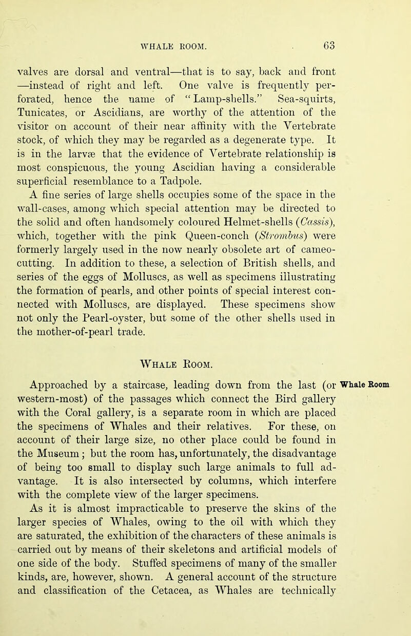 valves are dorsal and ventral—that is to say, back and front —instead of right and left. One valve is frequently per- forated, hence the name of “ Lamp-shells.” Sea-squirts, Tunicates, or Ascidians, are worthy of the attention of the visitor on account of their near affinity with the Vertebrate stock, of which they may be regarded as a degenerate type. It is in the larvae that the evidence of Vertebrate relationship is most conspicuous, the young Ascidian having a considerable superficial resemblance to a Tadpole. A fine series of large shells occupies some of the space in the wall-cases, among which special attention may be directed to the solid and often handsomely coloured Helmet-shells (Cassis), which, together with the pink Queen-conch (Strombus) were formerly largely used in the now nearly obsolete art of cameo- cutting. In addition to these, a selection of British shells, and series of the eggs of Molluscs, as well as specimens illustrating the formation of pearls, and other points of special interest con- nected with Molluscs, are displayed. These specimens show not only the Pearl-oyster, but some of the other shells used in the mother-of-pearl trade. Whale Eoom. Approached by a staircase, leading down from the last (or Whale Room western-most) of the passages which connect the Bird gallery with the Coral gallery, is a separate room in which are placed the specimens of Whales and their relatives. For these, on account of their large size, no other place could be found in the Museum ; but the room has, unfortunately, the disadvantage of being too small to display such large animals to full ad- vantage. It is also intersected by columns, which interfere with the complete view of the larger specimens. As it is almost impracticable to preserve the skins of the larger species of Whales, owing to the oil with which they are saturated, the exhibition of the characters of these animals is carried out by means of their skeletons and artificial models of one side of the body. Stuffed specimens of many of the smaller kinds, are, however, shown. A general account of the structure and classification of the Cetacea, as Whales are technically