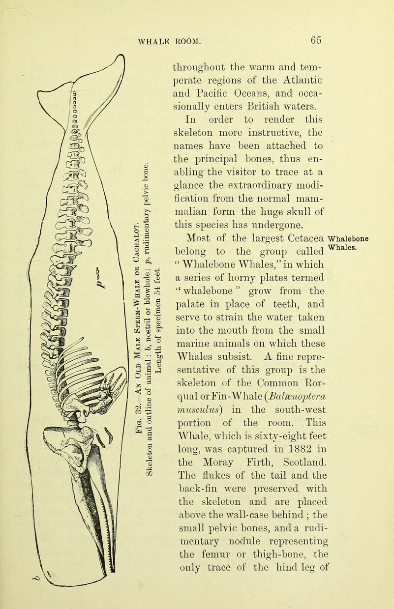 throughout the warm and tem- perate regions of the Atlantic and Pacific Oceans, and occa- sionally enters British waters. In order to render this skeleton more instructive, the names have been attached to the principal bones, thus en- abling the visitor to trace at a glance the extraordinary modi- fication from the normal mam- malian form the huge skull of this species has undergone. Most of the largest Cetacea whalebone belong to the group called Whales- “ Whalebone Whales,” in which a series of horny plates termed “ whalebone ” grow from the palate in place of teeth, and serve to strain the water taken into the mouth from the small marine animals on which these Whales subsist. A fine repre- sentative of this group is the skeleton of the Common Ror- qual or Fin-Whale (Balsenoptera muscuhts) in the south-west portion of the room. This Whale, which is sixtv-eight feet long, was captured in 1882 in the Moray Firth, Scotland. The flukes of the tail and the back-fin were preserved with the skeleton and are placed above the wall-case behind ; the small pelvic bones, and a rudi- mentary nodule representing the femur or thigh-bone, the only trace of the hind leg of