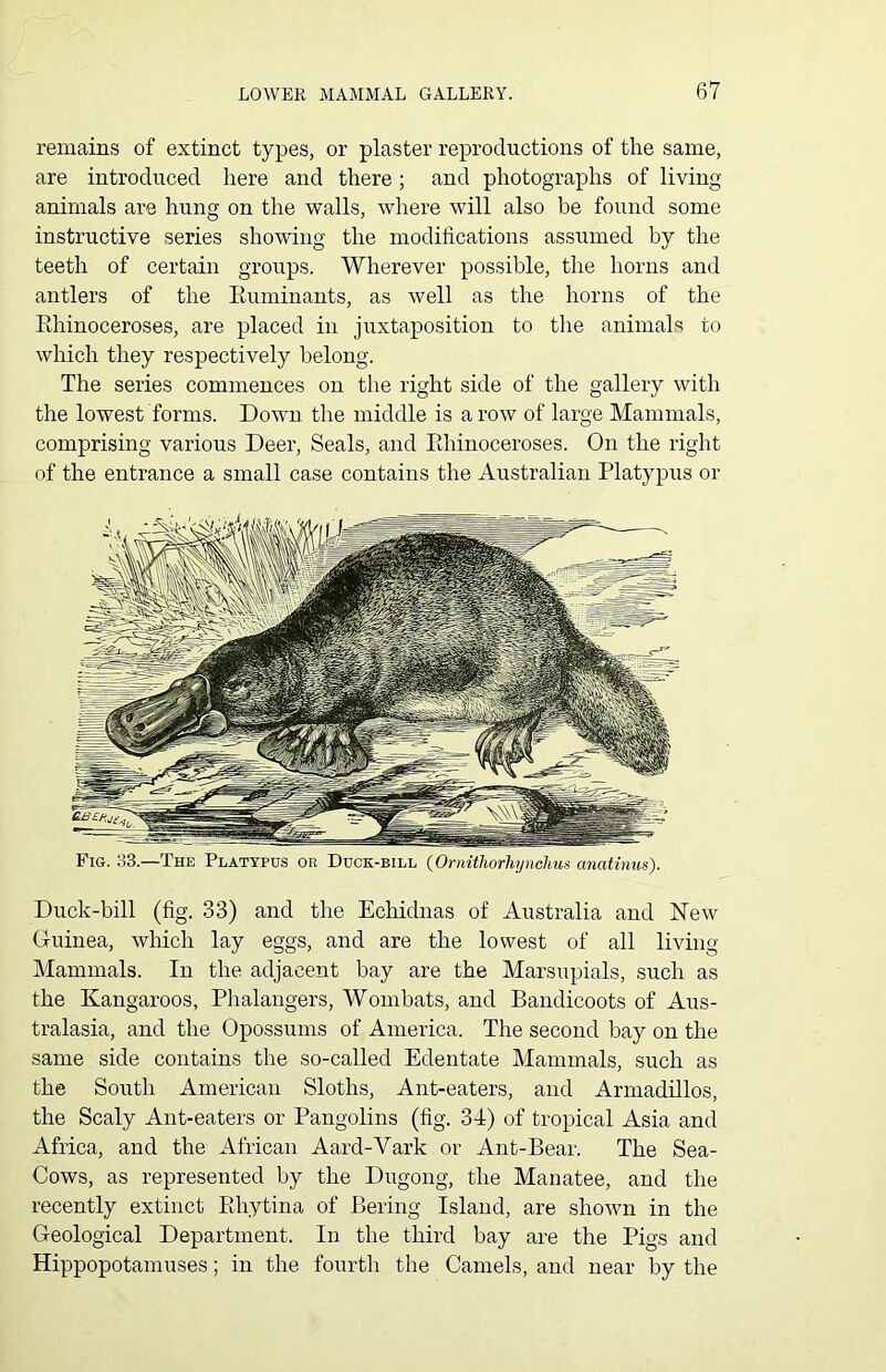 remains of extinct types, or plaster reproductions of the same, are introduced here and there; and photographs of living- animals are hung on the walls, where will also be found some instructive series showing the modifications assumed by the teeth of certain groups. Wherever possible, the horns and antlers of the Ruminants, as well as the horns of the Rhinoceroses, are placed in juxtaposition to the animals to which they respectively belong. The series commences on the right side of the gallery with the lowest forms. Down the middle is a row of large Mammals, comprising various Deer, Seals, and Rhinoceroses. On the right of the entrance a small case contains the Australian Platypus or Fig. 33.—The Platypus or Duck-bill (Ornithorhynchus anatinus). Duck-bill (fig. 33) and the Echidnas of Australia and New Guinea, which lay eggs, and are the lowest of all living Mammals. In the adjacent bay are the Marsupials, such as the Kangaroos, Phalangers, Wombats, and Bandicoots of Aus- tralasia, and the Opossums of America. The second bay on the same side contains the so-called Edentate Mammals, such as the South American Sloths, Ant-eaters, and Armadillos, the Scaly Ant-eaters or Pangolins (fig. 34) of tropical Asia and Africa, and the African Aard-Vark or Ant-Bear. The Sea- Cows, as represented by the Dugong, the Manatee, and the recently extinct Rhytina of Bering Island, are shown in the Geological Department. In the third bay are the Pigs and Hippopotamuses; in the fourth the Camels, and near by the