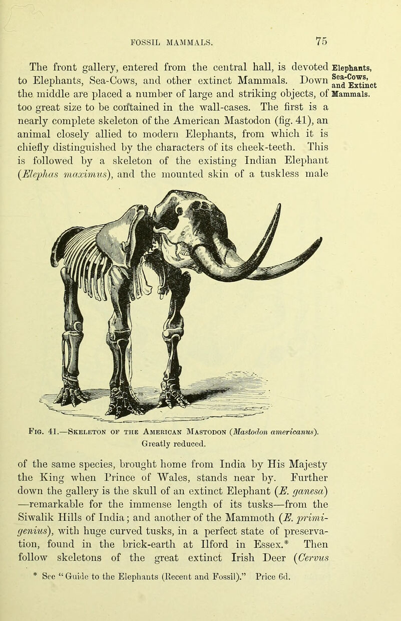 The front gallery, entered from the central hall, is devoted Elephants, to Elephants, Sea-Cows, and other extinct Mammals. Down fnd'^xtinct the middle are placed a number of large and striking objects, of Mammals, too great size to be contained in the wall-cases. The first is a nearly complete skeleton of the American Mastodon (fig. 41), an animal closely allied to modern Elephants, from which it is chiefly distinguished by the characters of its cheek-teeth. This is followed by a skeleton of the existing Indian Elephant (E/cjjhas maximus), and the mounted skin of a tuskless male Fig. 41.—Skeleton of the American Mastodon (Mastodon americanus). Greatly reduced. of the same species, brought home from India by His Majesty the King when Prince of Wales, stands near by. Further down the gallery is the skull of an extinct Elephant (U. ganesa) —remarkable for the immense length of its tusks—from the Siwalik Hills of India; and another of the Mammoth (A. primi- genius), with huge curved tusks, in a perfect state of preserva- tion, found in the brick-earth at Ilford in Essex.* Then follow skeletons of the great extinct Irish Deer (Cervus * See “Guide to the Elephants (Recent and Fossil).” Price 6d.