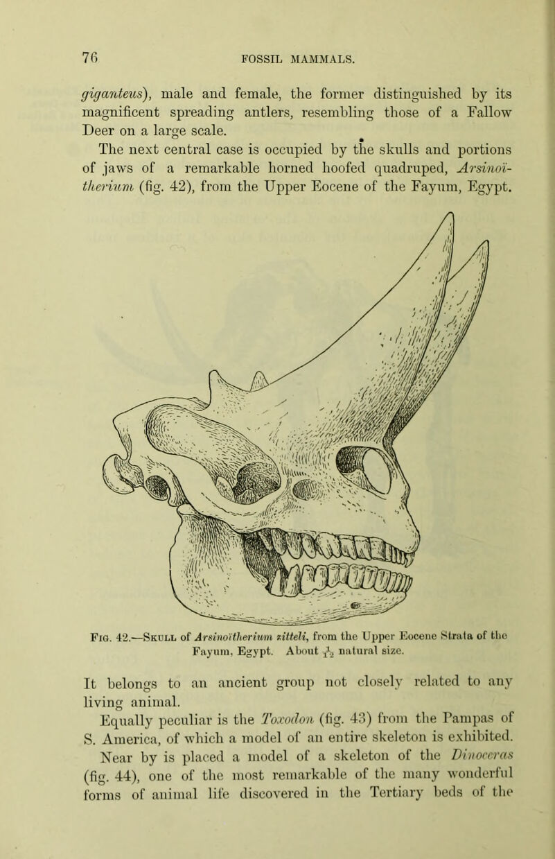 giganteus), male and female, the former distinguished by its magnificent spreading antlers, resembling those of a Fallow Deer on a large scale. & • The next central case is occupied by the skulls and portions of jaws of a remarkable horned hoofed quadruped, Arsinoi- therium (fig. 42), from the Upper Eocene of the Fayum, Egypt. Fig. 42.—Skull of Arsinoitherium zitteli, from tlio Upper Eocene Strata of the Fayum. Egypt. About natural size. It belongs to an ancient group not closely related to any living animal. Equally peculiar is the Toxodon (fig. 43) from the Pampas of S. America, of which a model of an entire skeleton is exhibited. Near by is placed a model of a skeleton of the Dinoccras (fig. 44), one of the most remarkable of the many wonderful forms of animal life discovered in the Tertiary beds of the