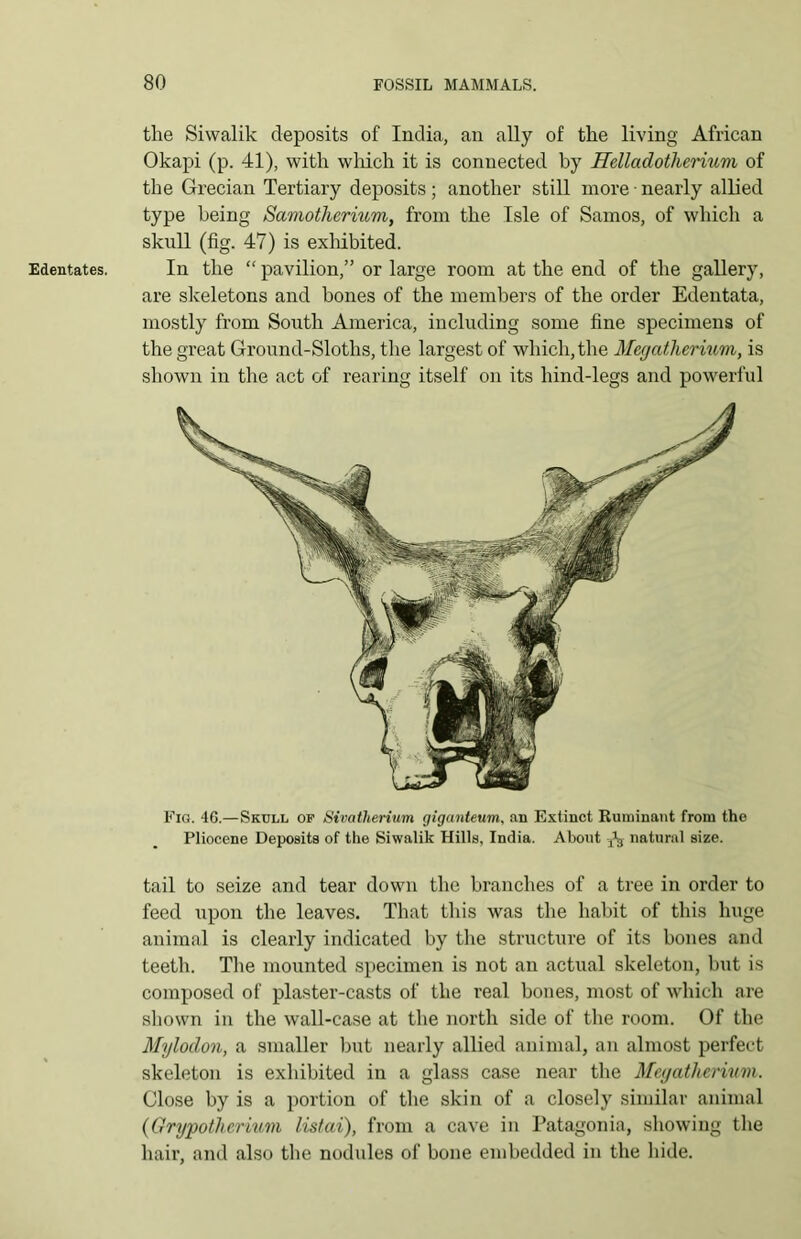 Edentates. the Siwalik deposits of India, an ally of the living African Okapi (p. 41), with which it is connected by Helladotherium of the Grecian Tertiary deposits ; another still more • nearly allied type being Samothcrium, from the Isle of Samos, of which a skull (fig. 47) is exhibited. In the “ pavilion,” or large room at the end of the gallery, are skeletons and bones of the members of the order Edentata, mostly from South America, including some fine specimens of the great Ground-Sloths, the largest of which, the Megatherium, is shown in the act of rearing itself on its hind-legs and powerful Fig. 46.—Skull of Sivatherium giganteum, an Extinct Ruminant from the Pliocene Deposits of the Siwalik Hills, India. About ^ natural size. tail to seize and tear down the branches of a tree in order to feed upon the leaves. That this was the habit of this huge animal is clearly indicated by the structure of its bones and teeth. The mounted specimen is not an actual skeleton, but is composed of plaster-casts of the real bones, most of which are shown in the wall-case at the north side of the room. Of the Mylodon, a smaller but nearly allied animal, an almost perfect skeleton is exhibited in a glass case near the Megatherium. Close by is a portion of the skin of a closely similar animal (Grypothcrium listai), from a cave in Patagonia, showing the hair, and also the nodules of bone embedded in the hide.