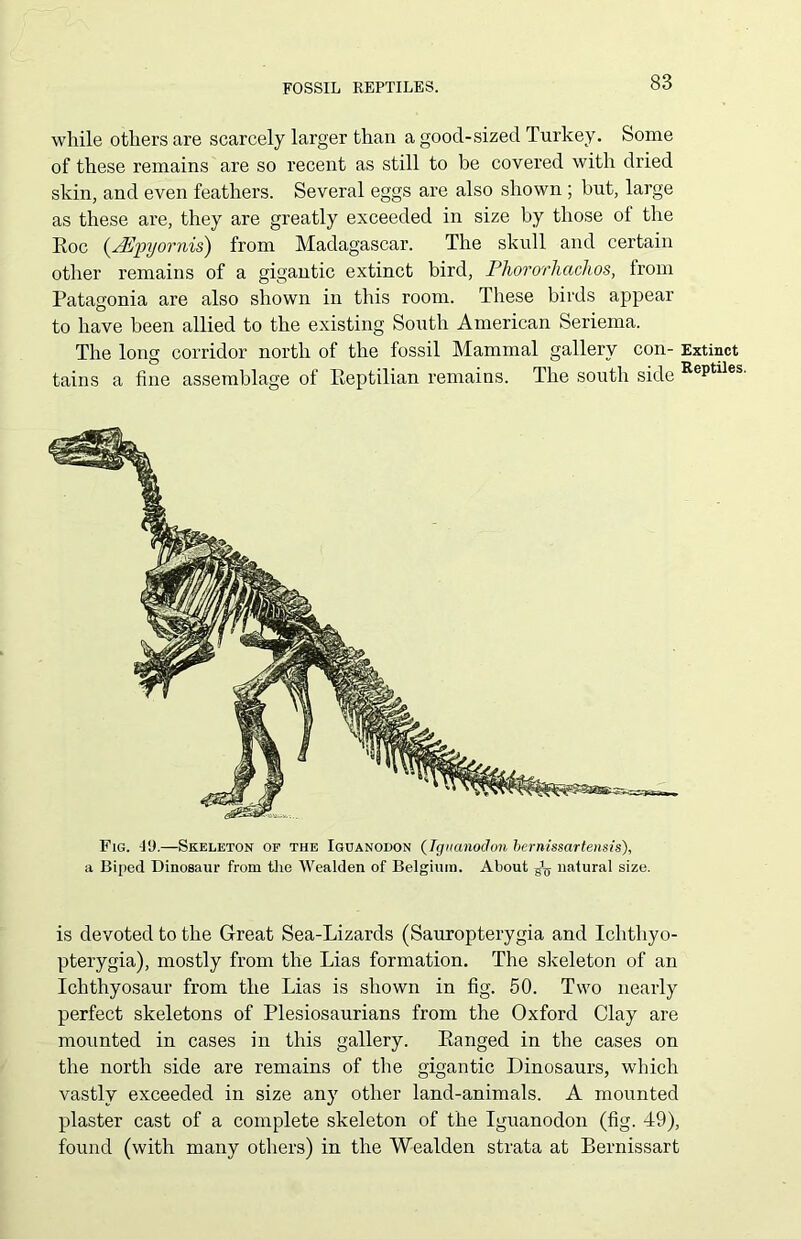 while others are scarcely larger than a good-sized Turkey. Some of these remains are so recent as still to be covered with dried skin, and even feathers. Several eggs are also shown ; but, large as these are, they are greatly exceeded in size by those oi the Roc /pyornis) from Madagascar. The skull and certain other remains of a gigantic extinct bird, Phororhachos, from Patagonia are also shown in this room. These birds appear to have been allied to the existing South American Seriema. The long corridor north of the fossil Mammal gallery con- Extinct tains a fine assemblage of Reptilian remains. The south side RePtiles- Fig. 19.—Skeleton of the Iguanodon (Jguanodon hernissartensis), a Biped Dinosaur from the Wealden of Belgium. About g\y natural size. is devoted to the Great Sea-Lizards (Sauropterygia and Ichthyo- pterygia), mostly from the Lias formation. The skeleton of an Ichthyosaur from the Lias is shown in fig. 50. Two nearly perfect skeletons of Plesiosaurians from the Oxford Clay are mounted in cases in this gallery. Ranged in the cases on the north side are remains of the gigantic Dinosaurs, which vastly exceeded in size any other land-animals. A mounted plaster cast of a complete skeleton of the Iguanodon (fig. 49), found (with many others) in the Wealden strata at Bernissart