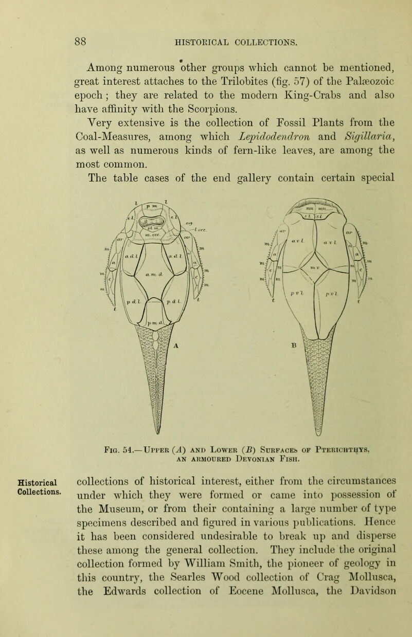 Historical Collections. 0 Among numerous other groups which cannot be mentioned, great interest attaches to the Trilobites (fig. 57) of the Palaeozoic epoch; they are related to the modern King-Crabs and also have affinity with the Scorpions. Very extensive is the collection of Fossil Plants from the Coal-Measures, among which Lepidodendron and Sigillaria, as well as numerous kinds of fern-like leaves, are among the most common. The table cases of the end gallery contain certain special Fig. 54.—Un*ER (A) and Lower (B) Surfaces of Pterichtuys, AN ARMOURED DEVONIAN FlSH. collections of historical interest, either from the circumstances under which they were formed or came into possession of the Museum, or from their containing a large number of type specimens described and figured in various publications. Hence it has been considered undesirable to break up and disperse these among the general collection. They include the original collection formed by William Smith, the pioneer of geology in this country, the Searles Wood collection of Crag Mollusca, the Edwards collection of Eocene Mollusca, the Davidson