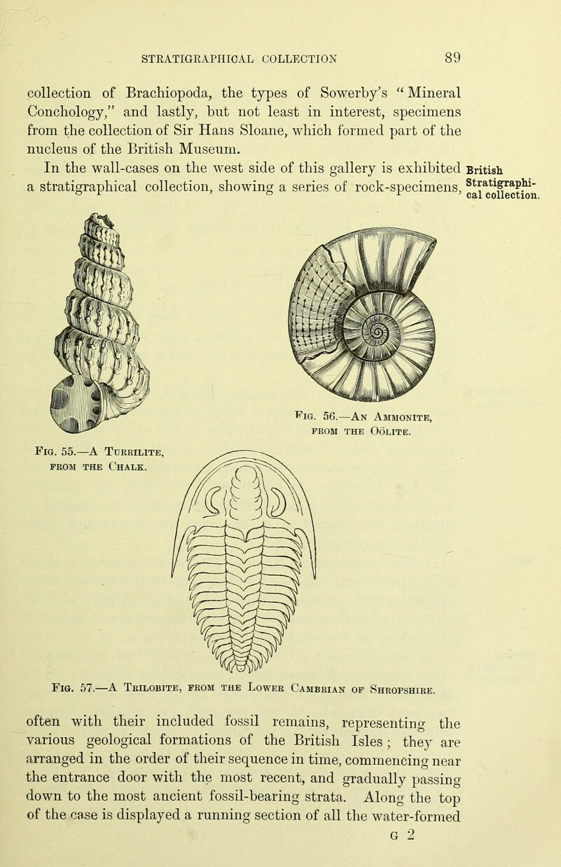 collection of Brachiopoda, the types of Sowerby’s “ Mineral Conchology,” and lastly, but not least in interest, specimens from the collection of Sir Hans Sloane, which formed part of the nucleus of the British Museum, In the wall-cases on the west side of this gallery is exhibited British a stratigraphical collection, showing a series of rock-specimens, stratigraphi- Ccii collection. Fig. 57.—A Trilobite, from the Lower Cambrian of Shropshire. often with their included fossil remains, representing the various geological formations of the British Isles ; they are arranged in the order of their sequence in time, commencing near the entrance door with the most recent, and gradually passing- down to the most ancient fossil-bearing strata. Along the top of the case is displayed a running section of all the water-formed